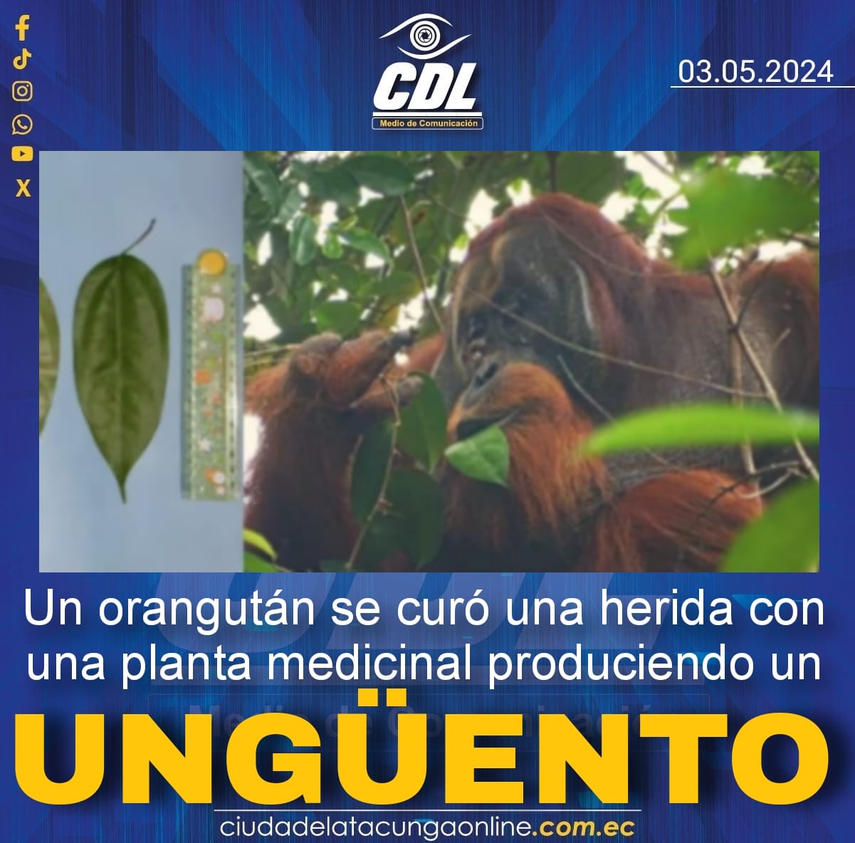 Un orangután se curó una herida con una planta medicinal produciendo un ungüento