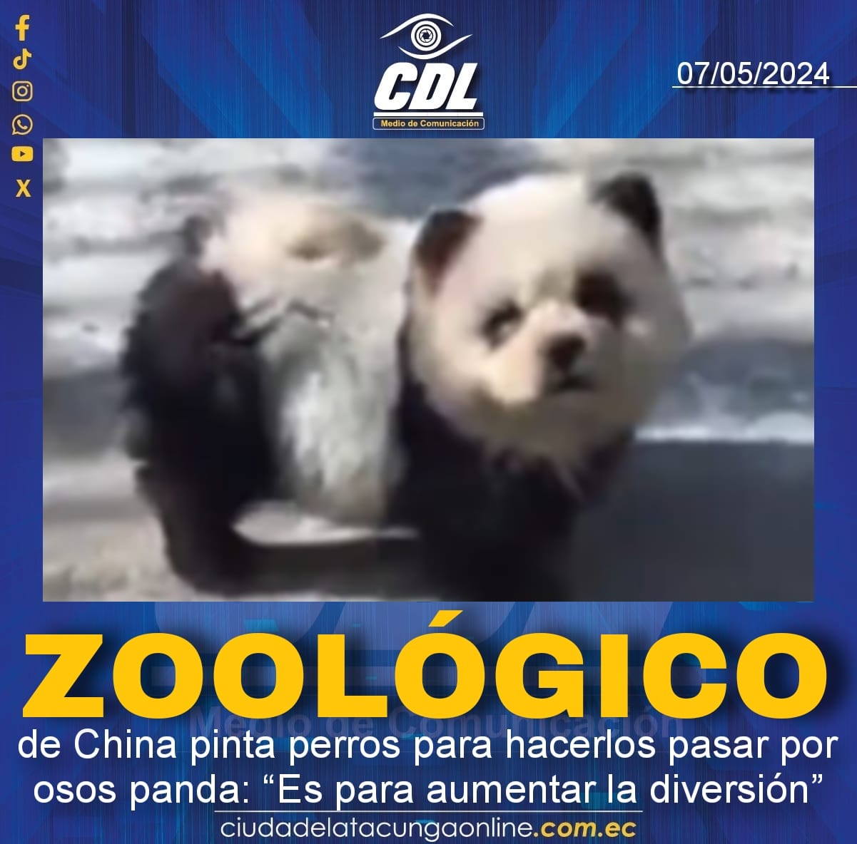 Zoológico de China pinta perros para hacerlos pasar por osos panda: “Es para aumentar la diversión”