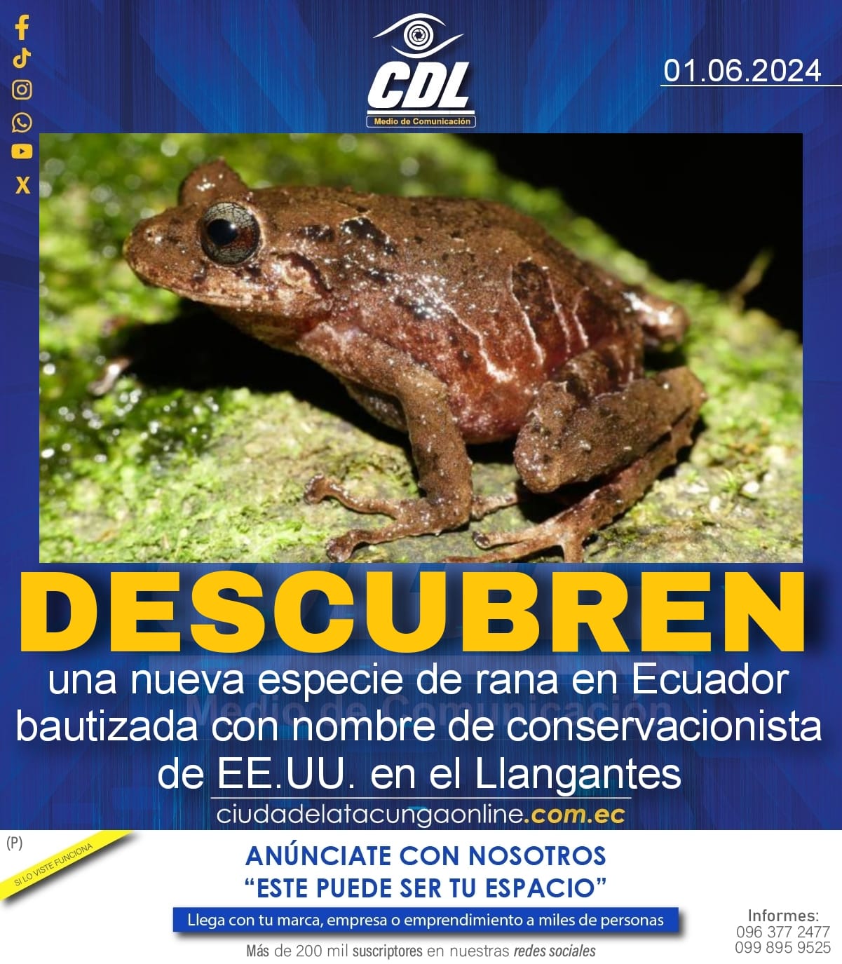 Descubren una nueva especie de rana en Ecuador bautizada con nombre de conservacionista de EE.UU. en el Llangantes