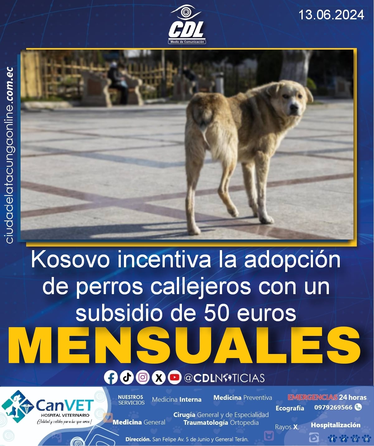 Kosovo incentiva la adopción de perros callejeros con un subsidio de 50 euros mensuales