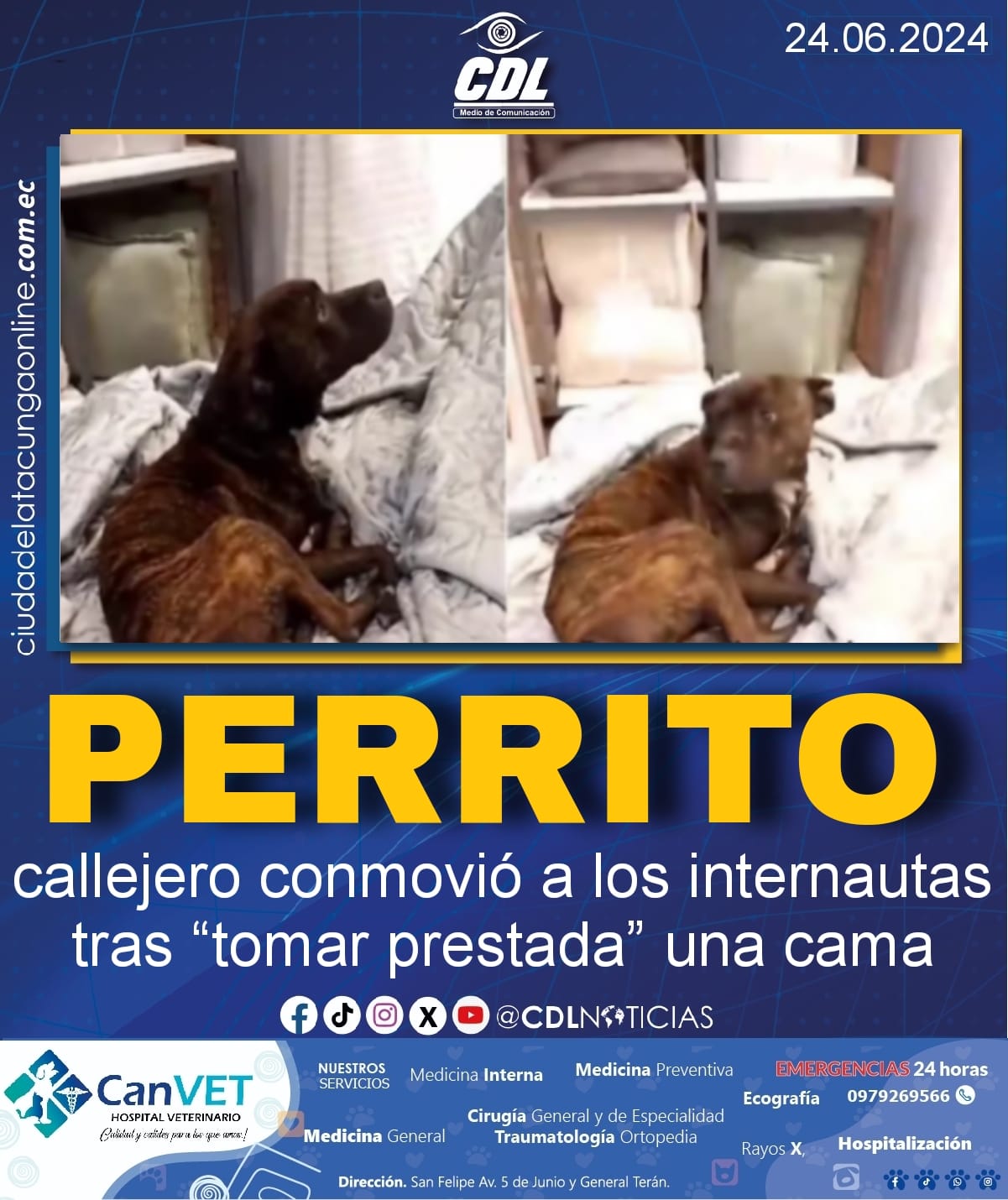 Perrito callejero conmovió a los internautas tras “tomar prestada” una cama