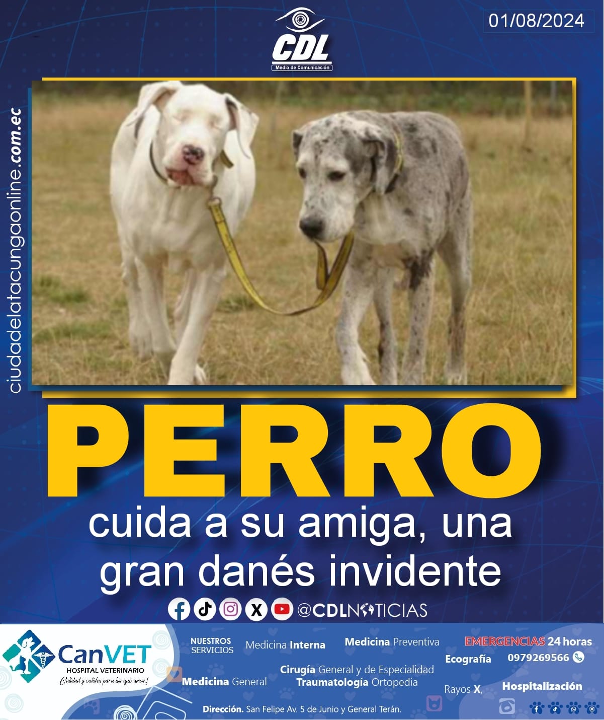 Perro cuida a su amiga, una gran danés invidente