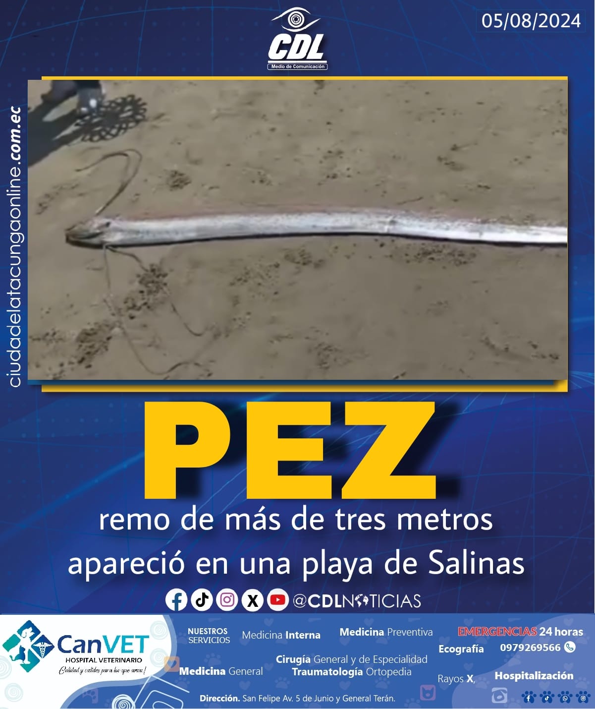 Un pez remo de más de tres metros apareció en una playa de Salinas