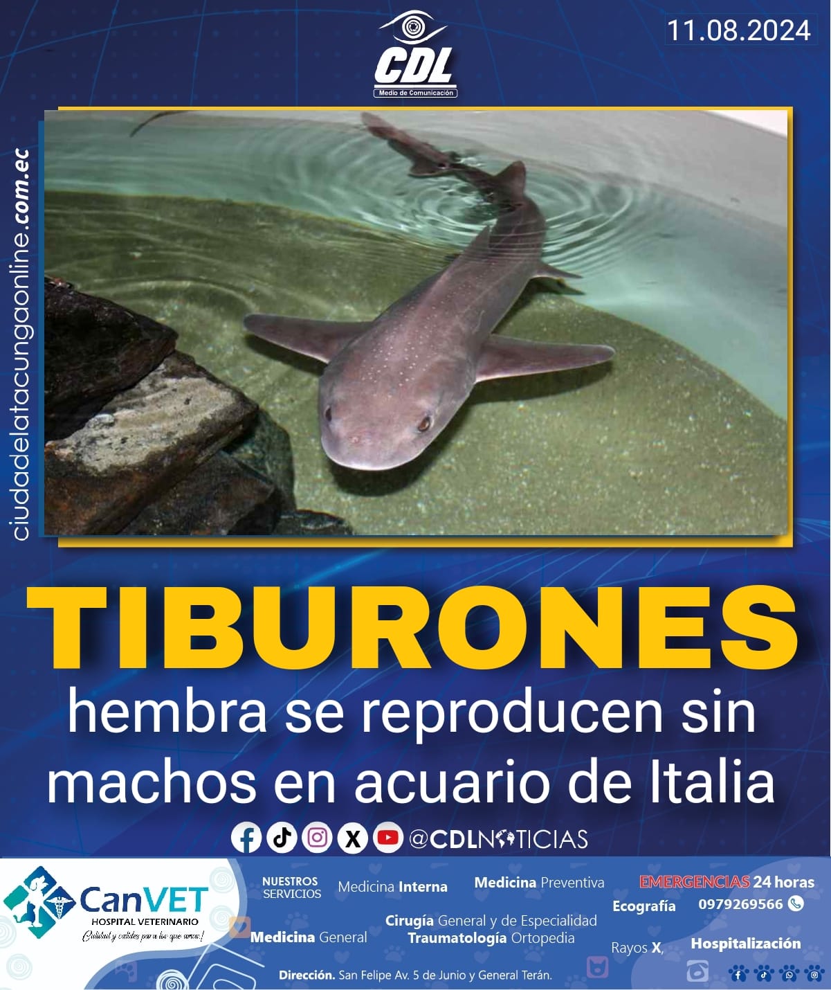 Tiburones hembra se reproducen sin machos en acuario de Italia