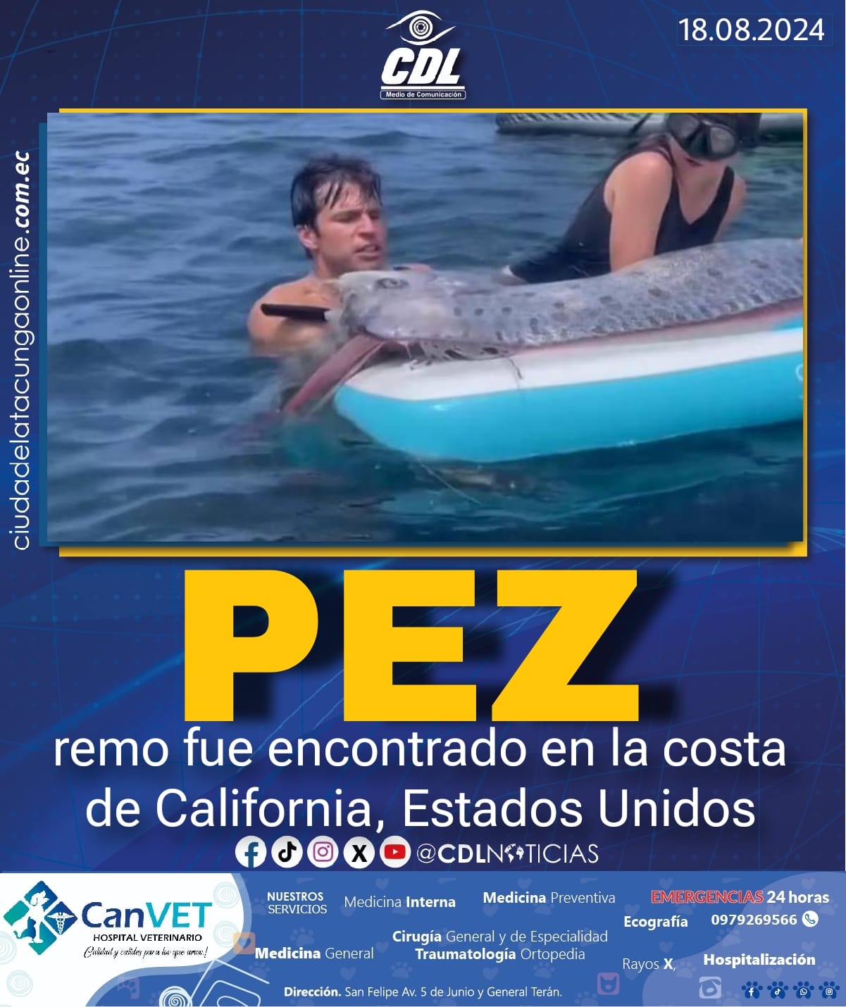 Un pez remo fue encontrado en la costa de California, Estados Unidos