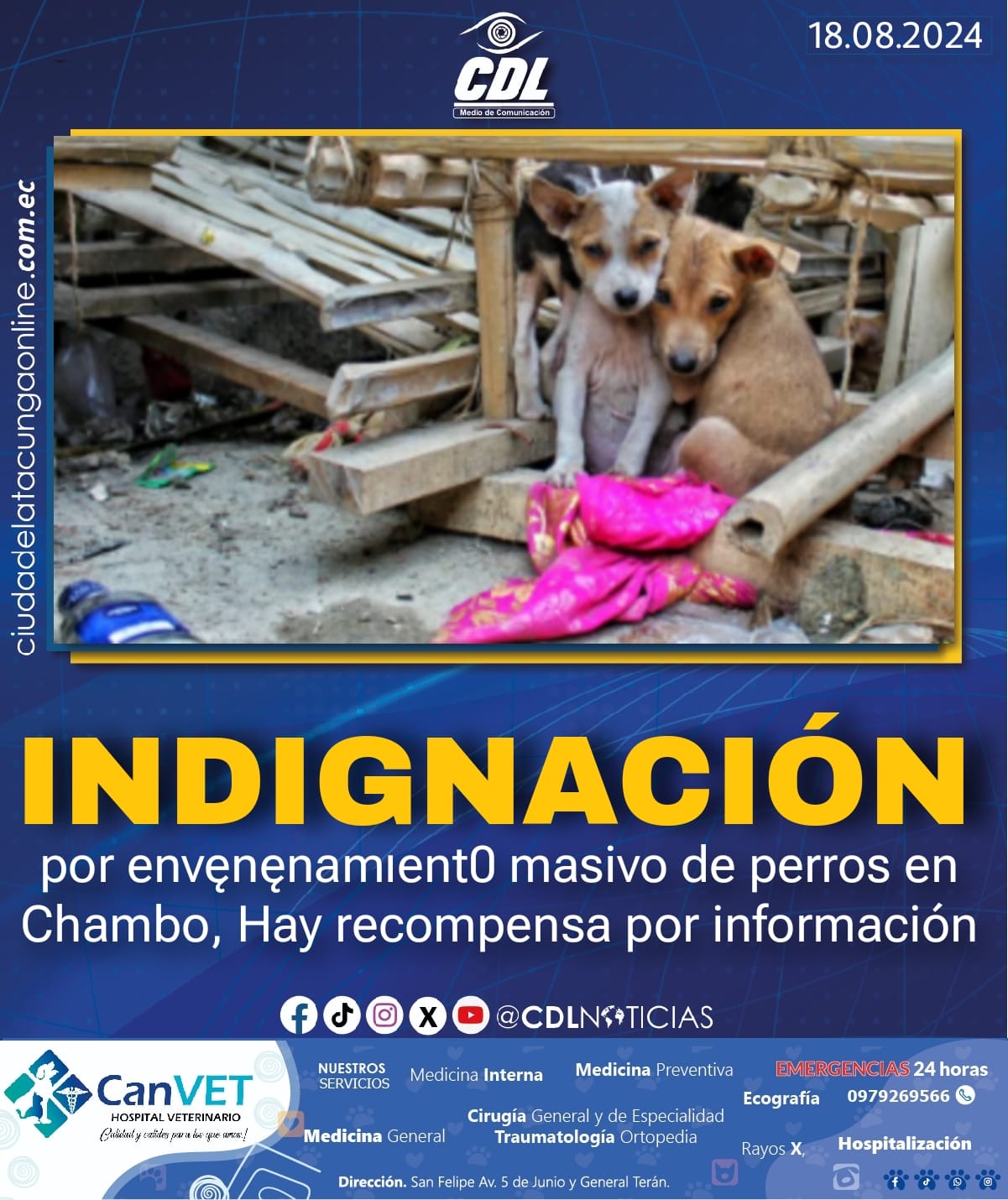 Indignación por envenenamiento masivo de perros en Chambo, Hay rec0mpensa por información