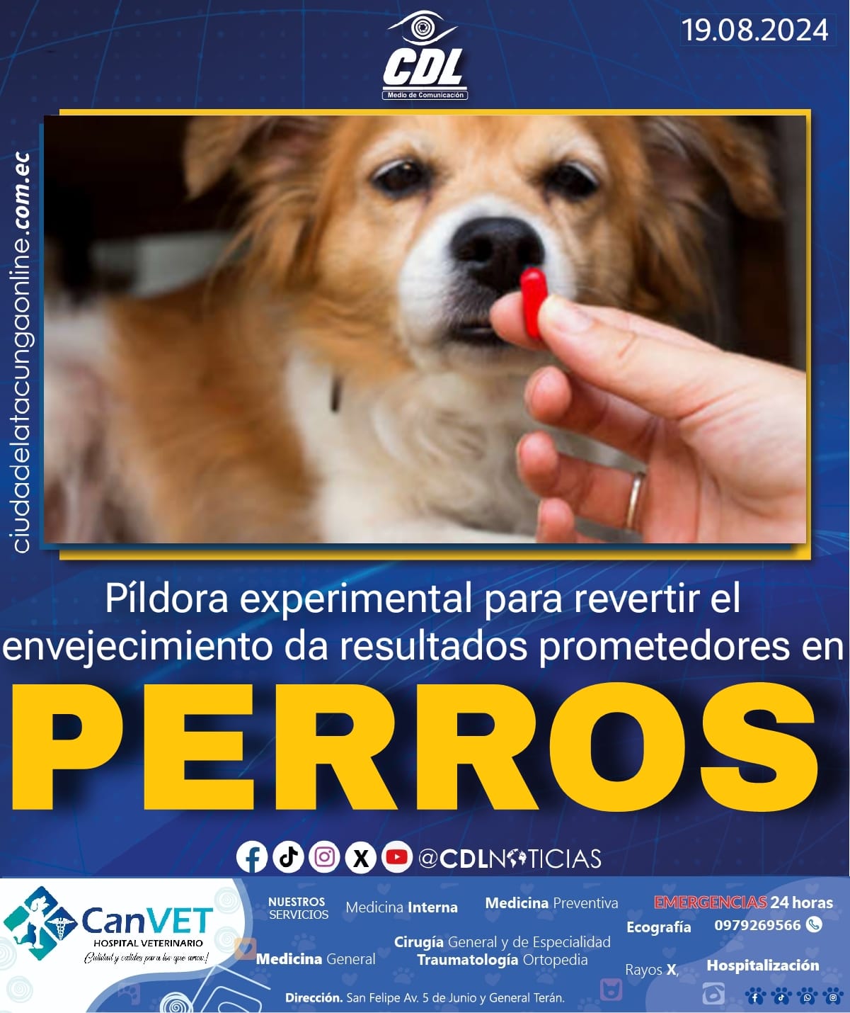 Píldora experimental para revertir el envejecimiento da resultados prometedores en perros