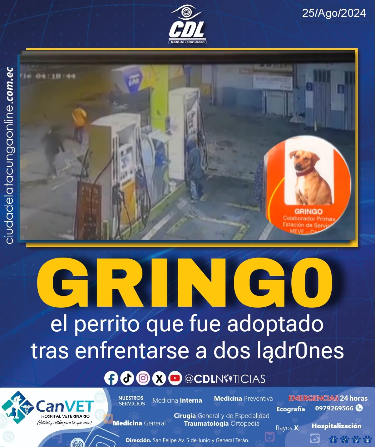 Gringo el perrito que fue adoptado tras enfrentarse a dos lądr0nes