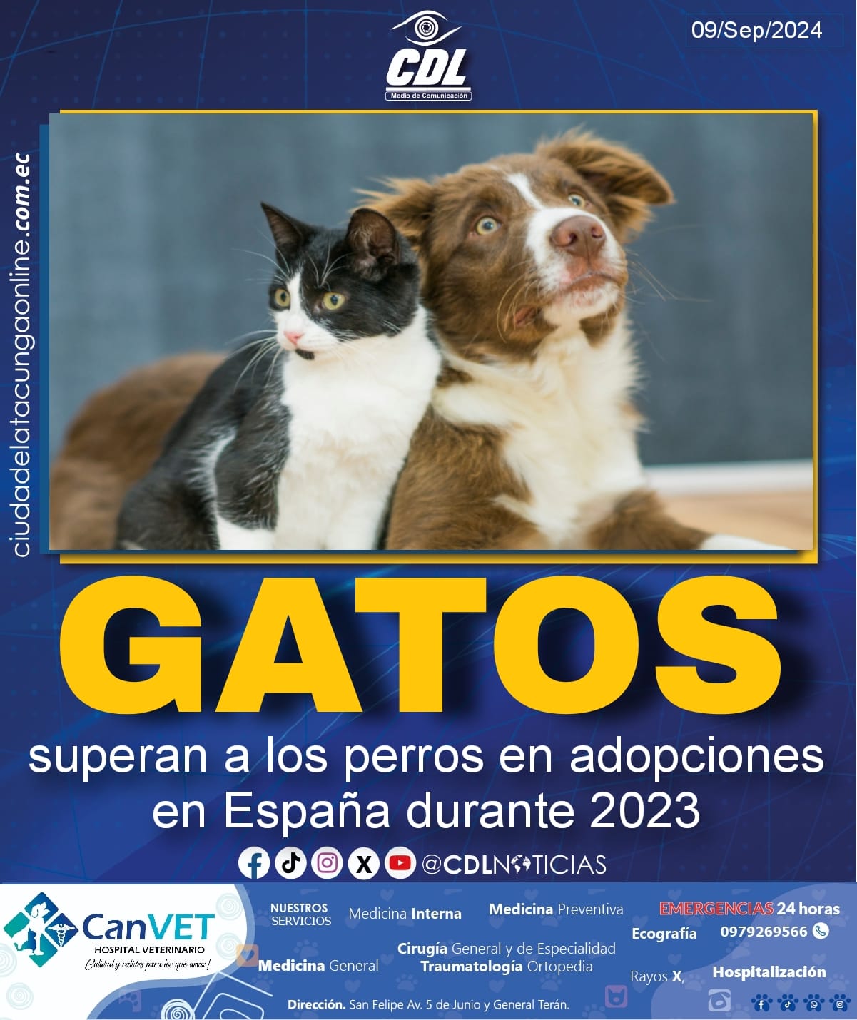 Los gatos superan a los perros en adopciones en España durante 2023
