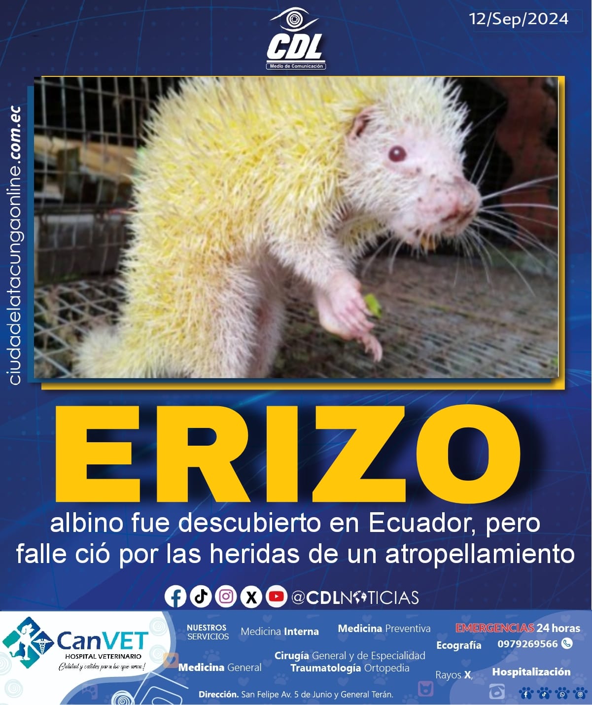 Un erizo albino fue descubierto en Ecuador, pero falleció por las heridas de un atropellamiento