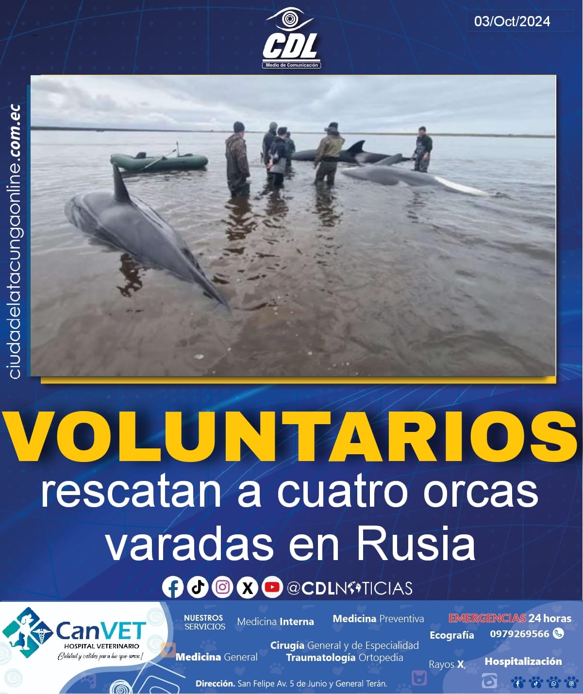 Voluntarios rescatan a cuatro orcas varadas en Rusia