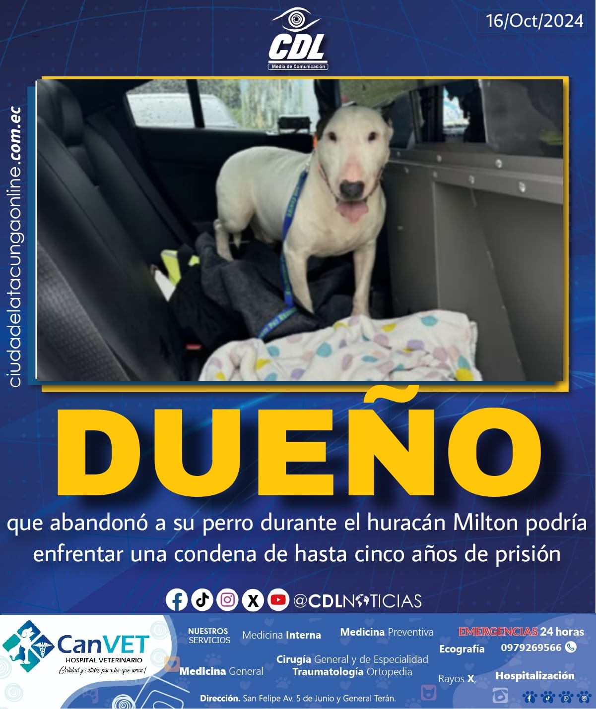Florida, Estados Unidos: dueño que abandonó a su perro durante el huracán Milton podría enfrentar una condena de hasta cinco años de prisión