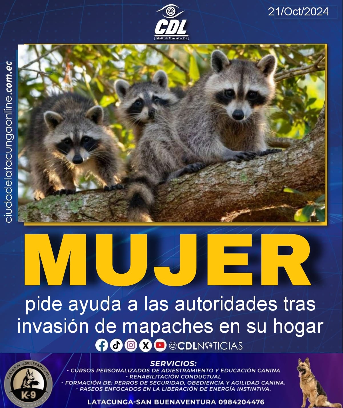 Mujer pide ayuda a las autoridades tras invasión de mapaches en su hogar