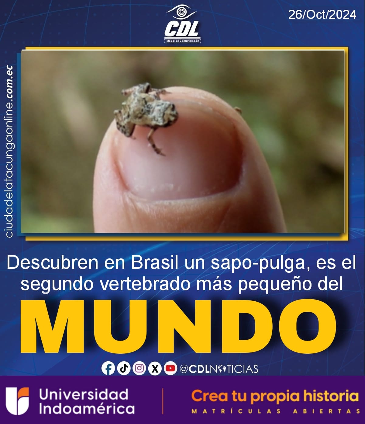 Descubren en Brasil un sapo-pulga, es el segundo vertebrado más pequeño del mundo