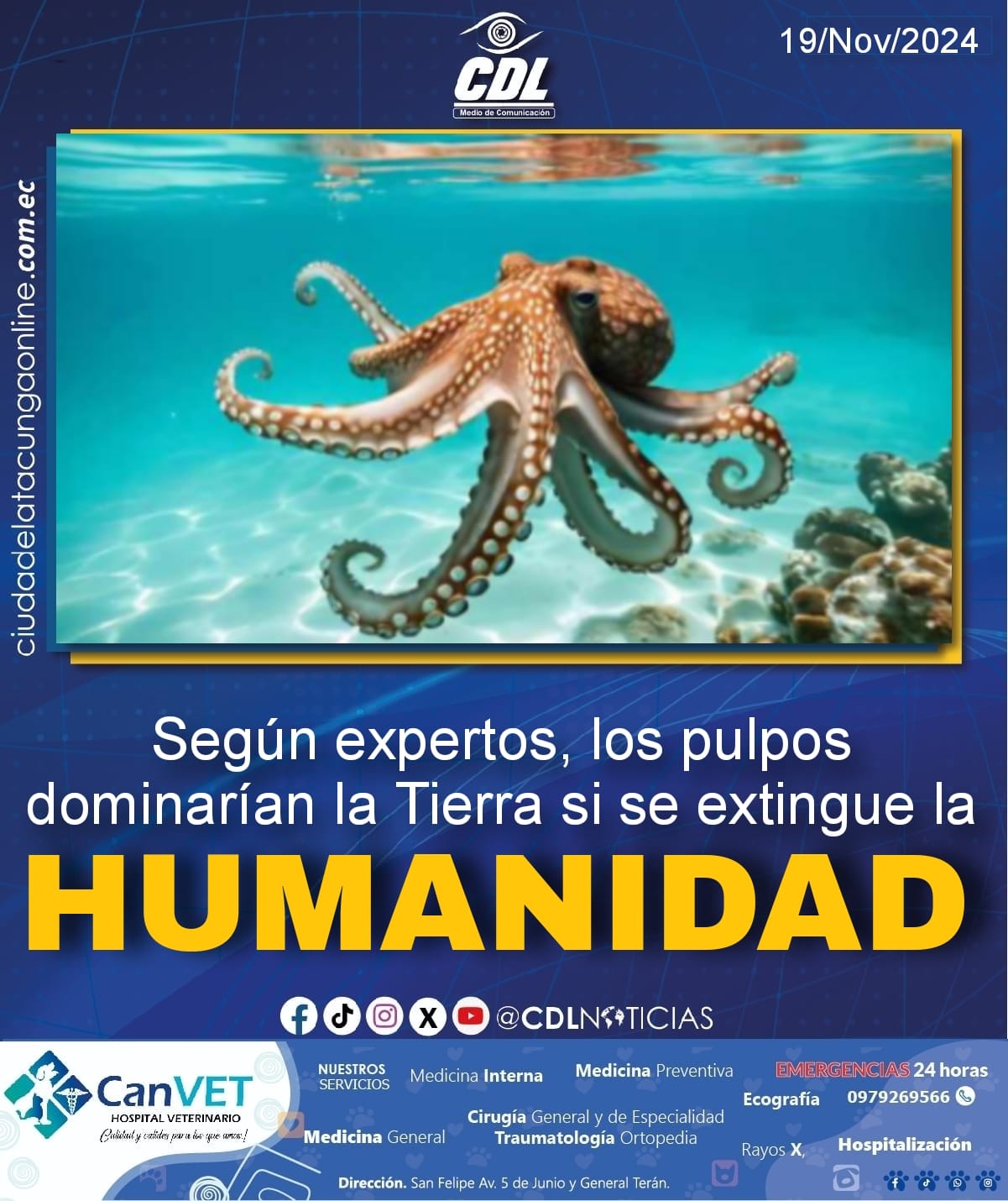 Según expertos, los pulpos dominarían la Tierra si se extingue la humanidad
