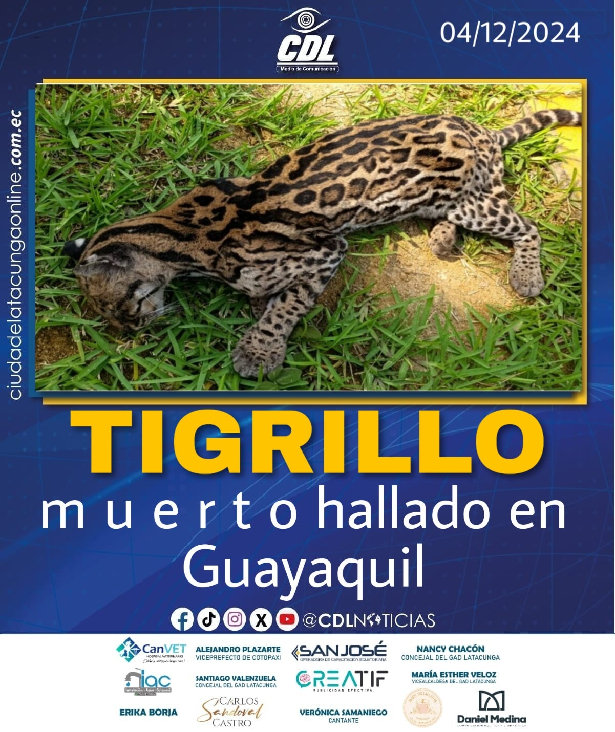 Tigrillo m u e r t o hallado en Guayaquil