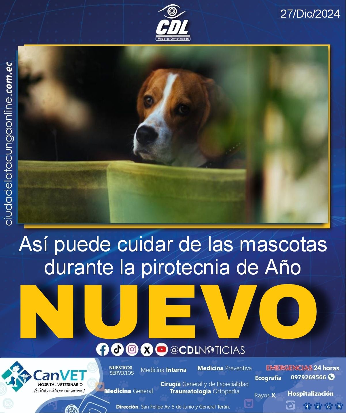 Así puede cuidar de las mascotas durante la pirotecnia de Año Nuevo