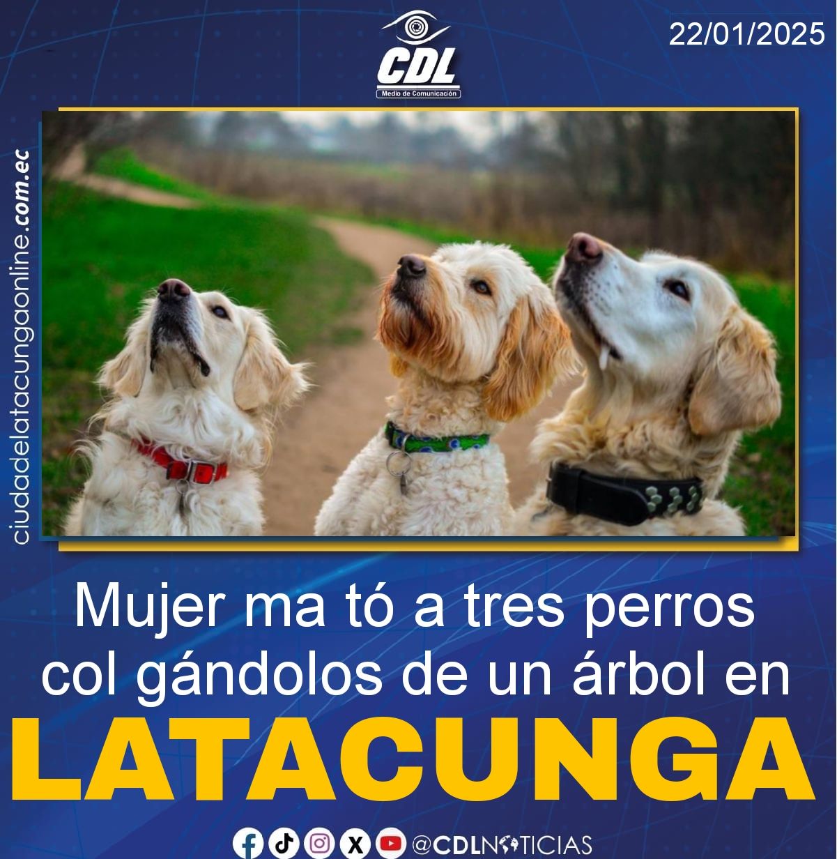 Mujer ma tó a tres perros col gándolos de un árbol en Latacunga
