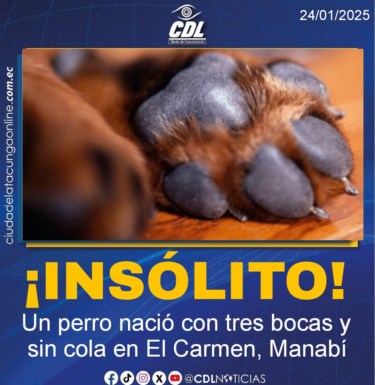 ¡Insólito! Un perro nació con tres bocas y sin cola en El Carmen, Manabí