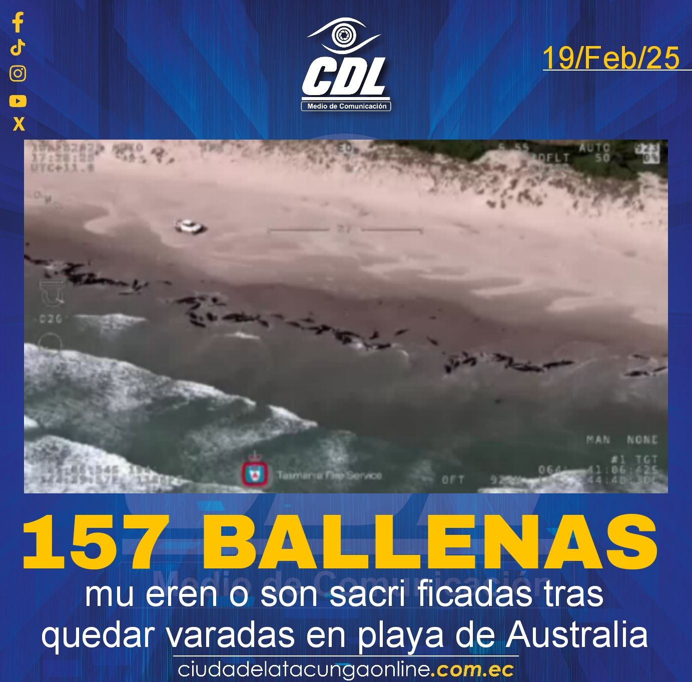 157 ballenas mu eren o son sacri ficadas tras quedar varadas en playa de Australia