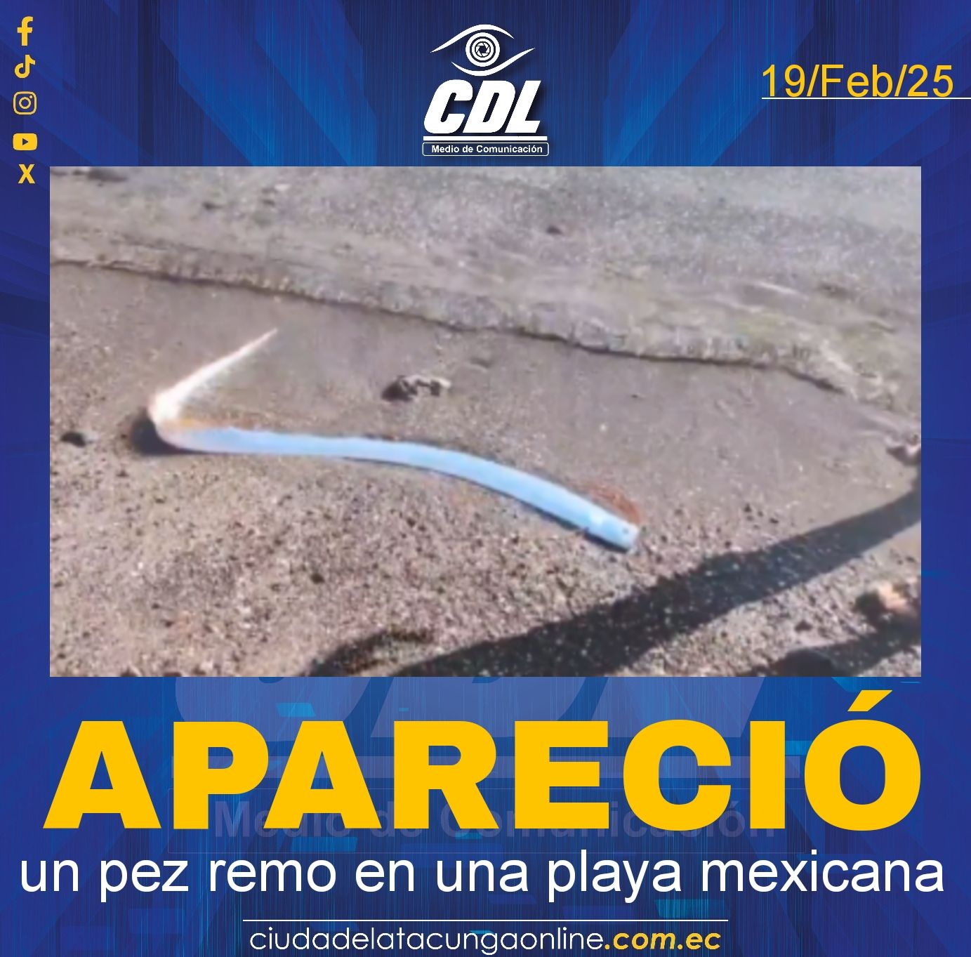 Apareció un pez remo en una playa mexicana
