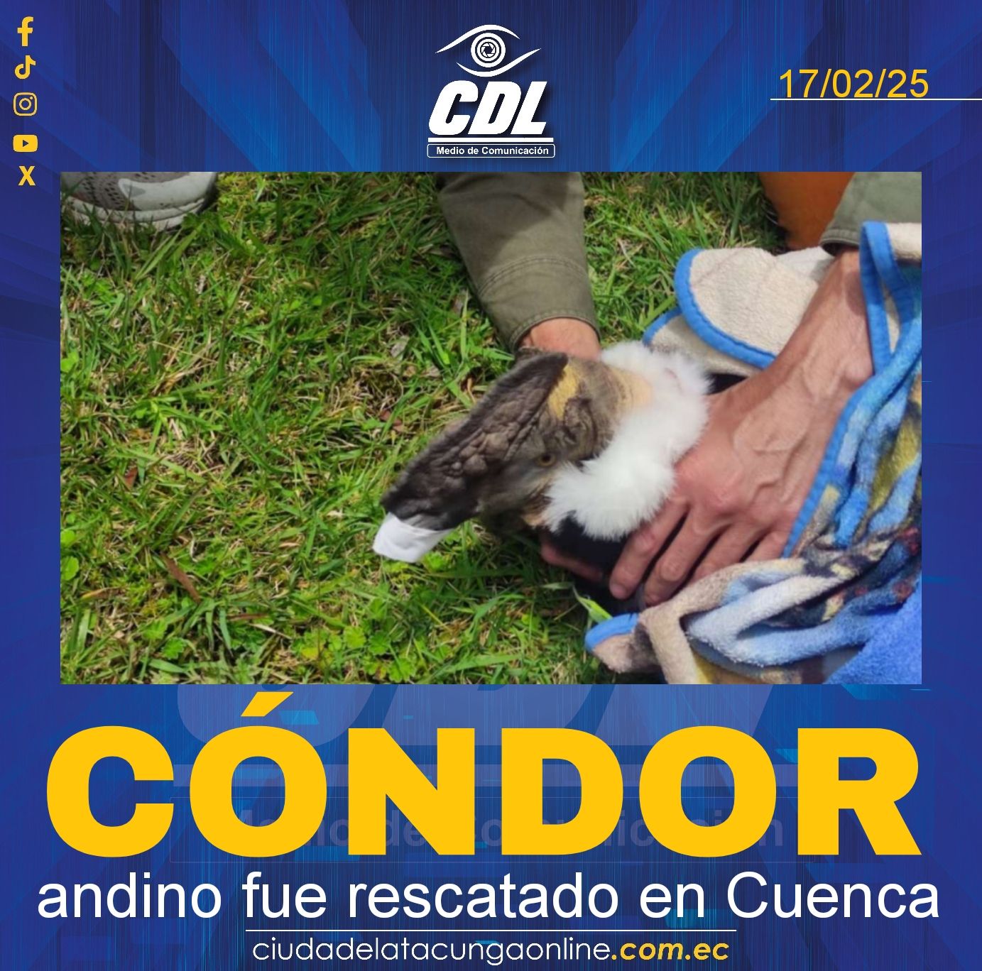 Cóndor andino fue rescatado en Cuenca