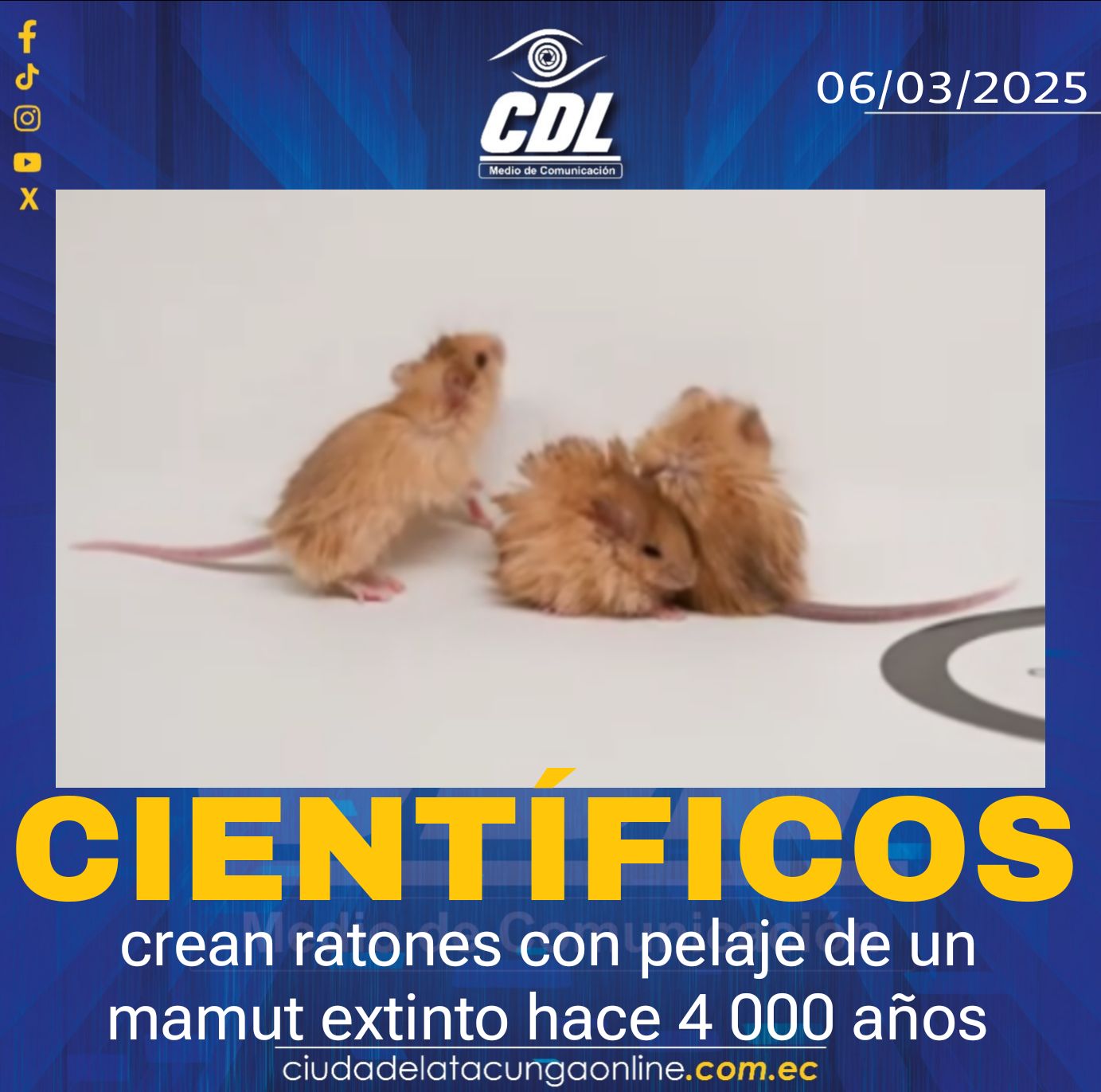 Científicos crean ratones con pelaje de un mamut extinto hace 4 000 años