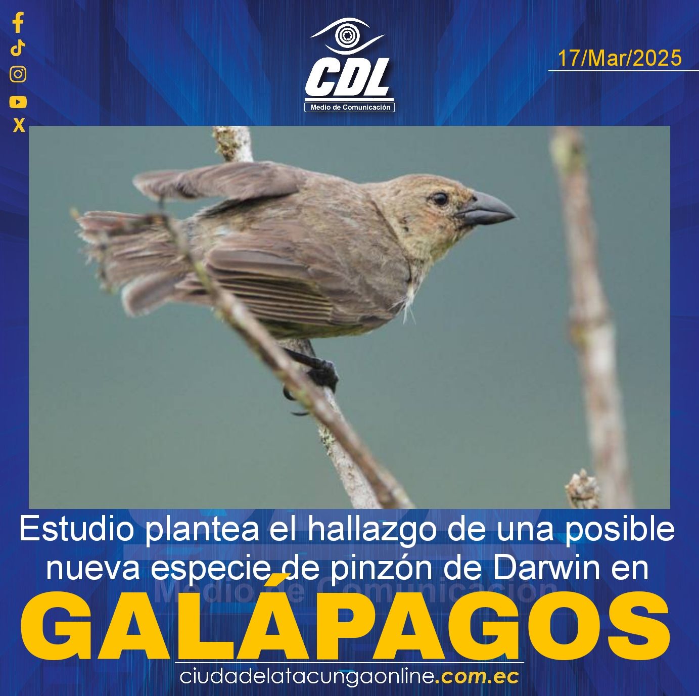 Estudio plantea el hallazgo de una posible nueva especie de pinzón de Darwin en Galápagos