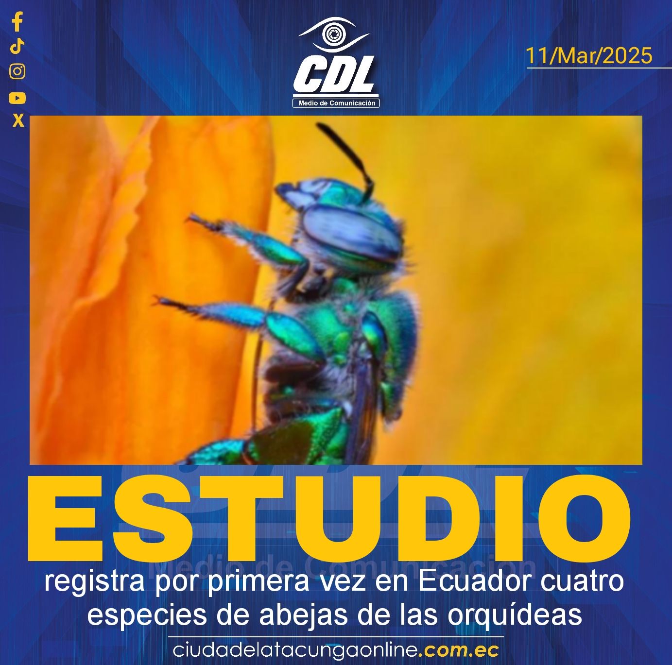 Un estudio registra por primera vez en Ecuador cuatro especies de abejas de las orquídeas