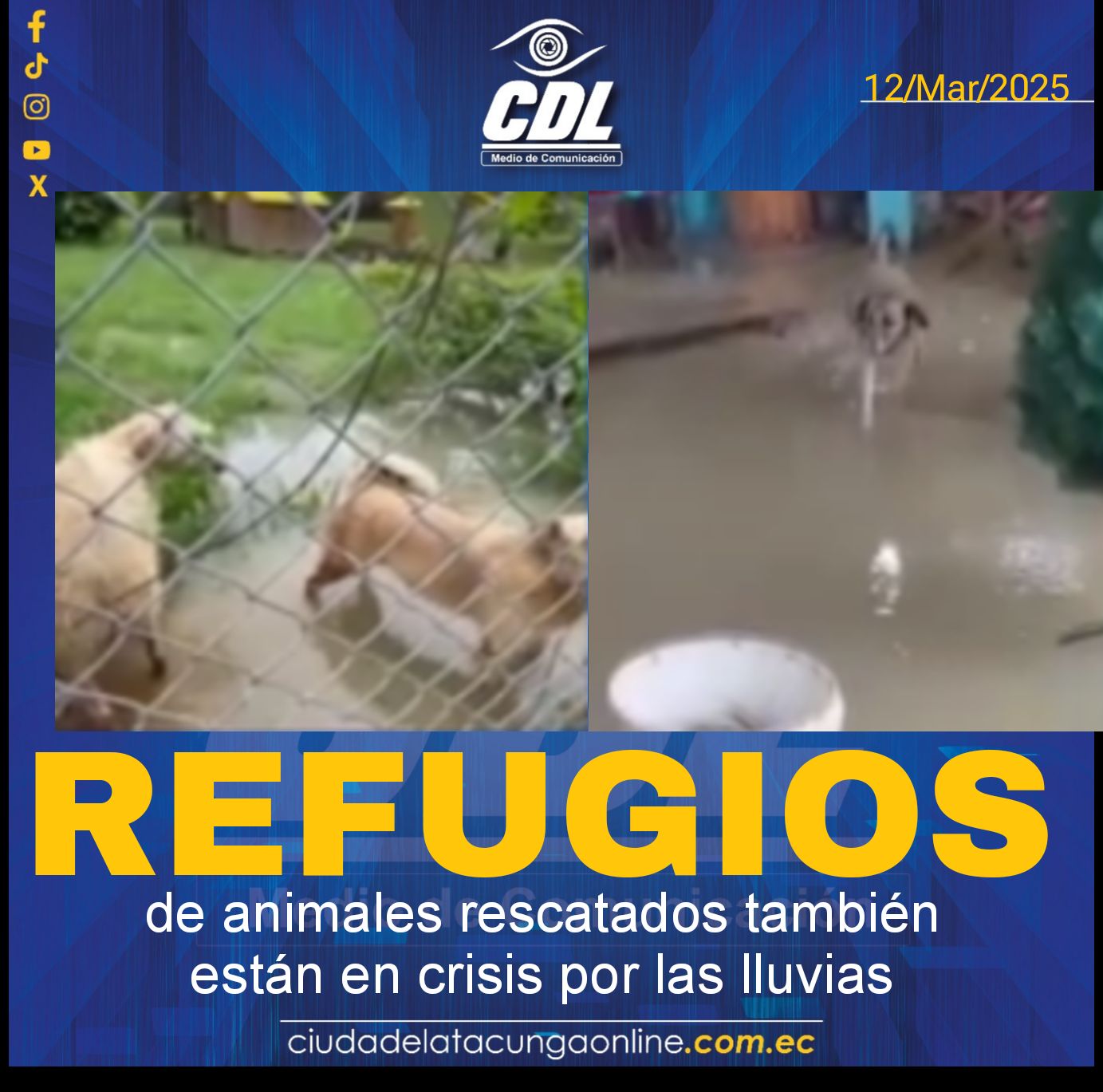 Los refugios de animales rescatados también están en crisis por las lluvias