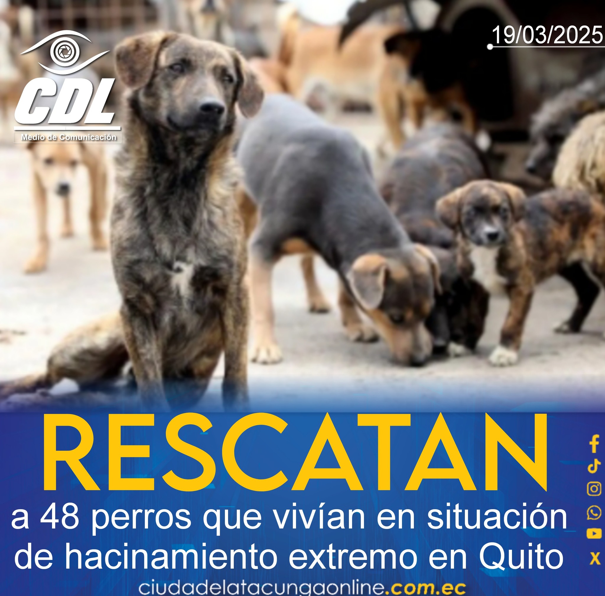 Rescatan a 48 perros que vivían en situación de hacinamiento extremo en Quito