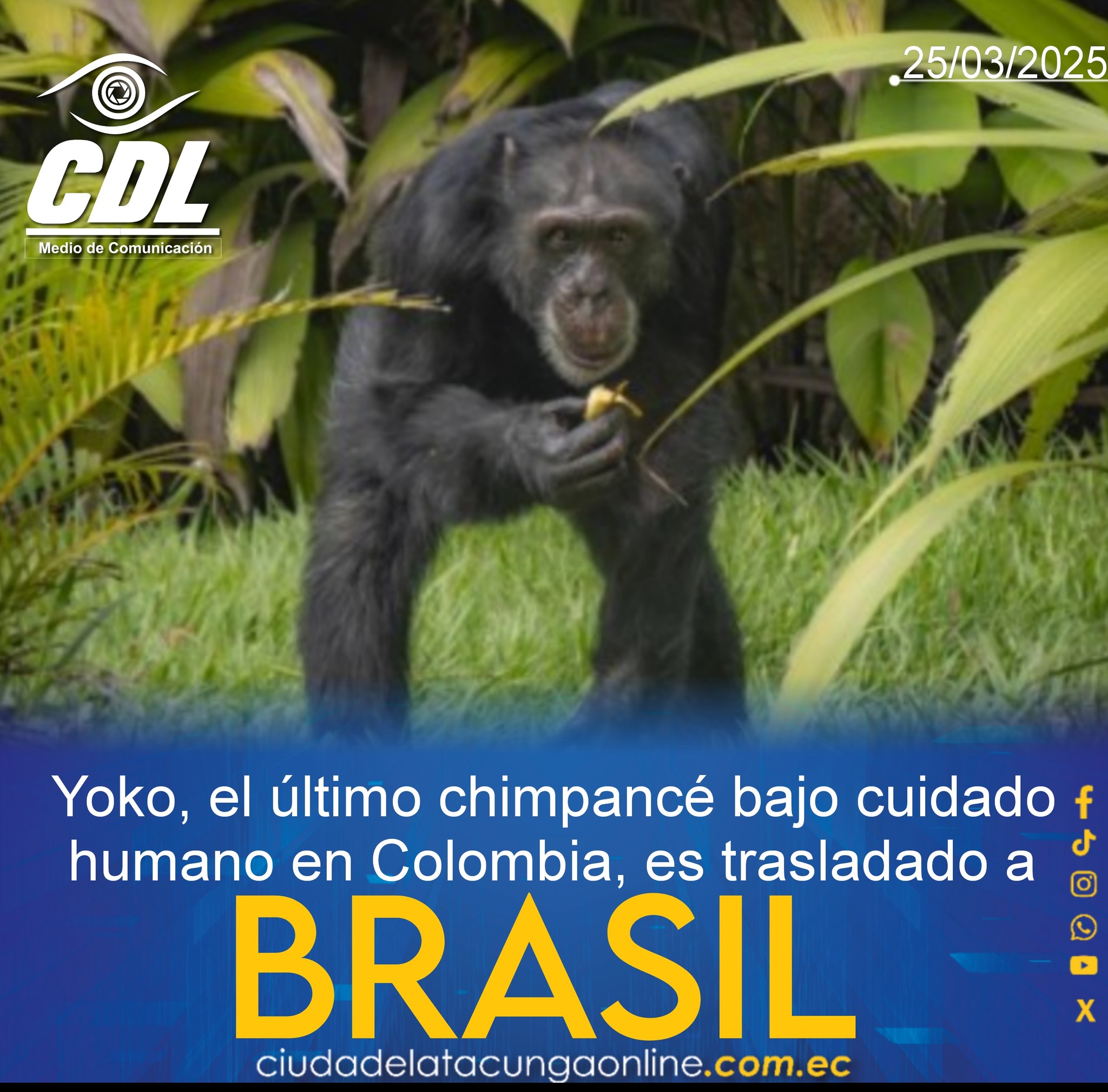Yoko, el último chimpancé bajo cuidado humano en Colombia, es trasladado a Brasil