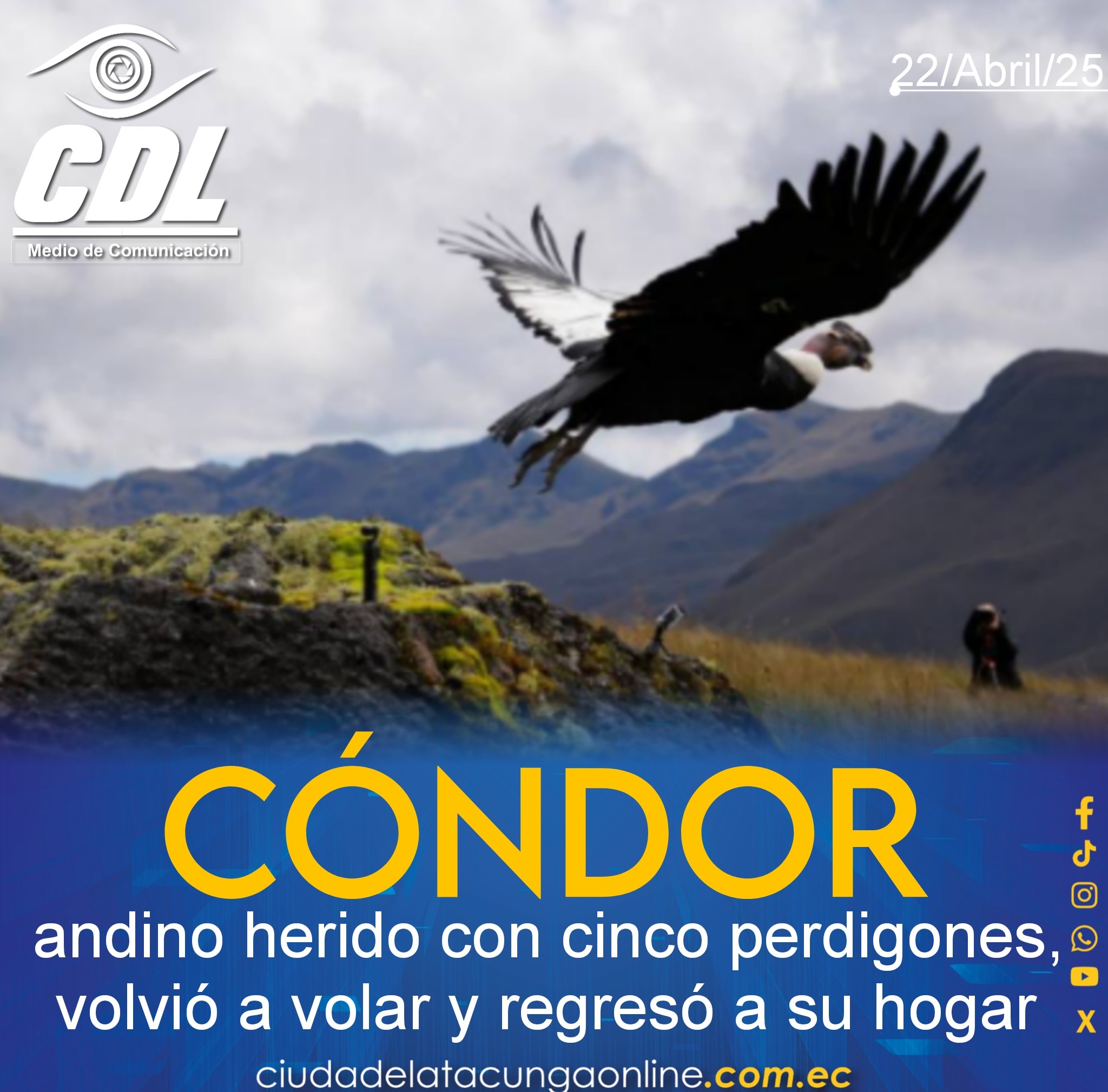 Valentino, el cóndor andino herido con cinco perdigones, volvió a volar y regresó a su hogar