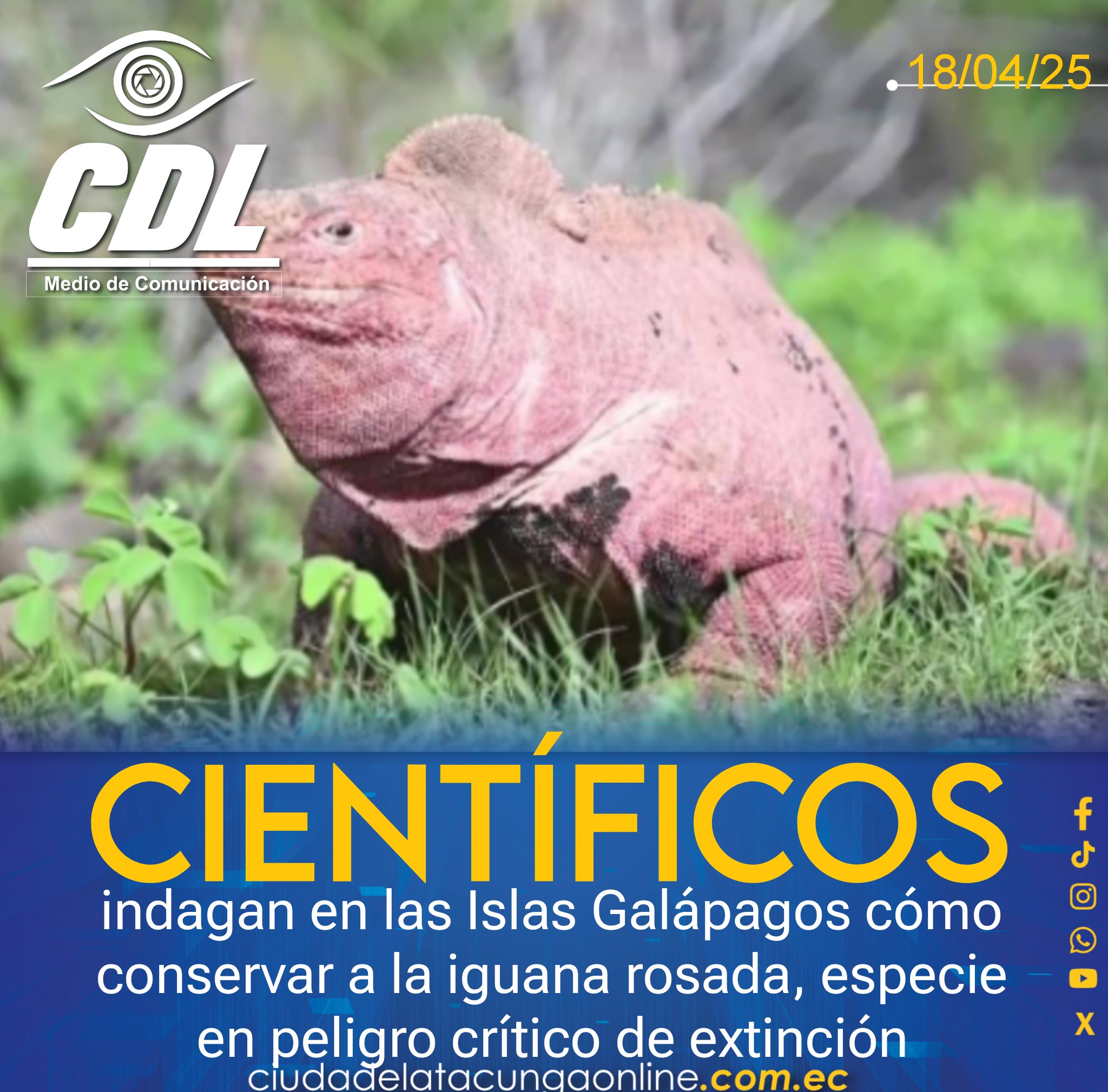 Científicos indagan en las Islas Galápagos cómo conservar a la iguana rosada, especie en peligro crítico de extinción