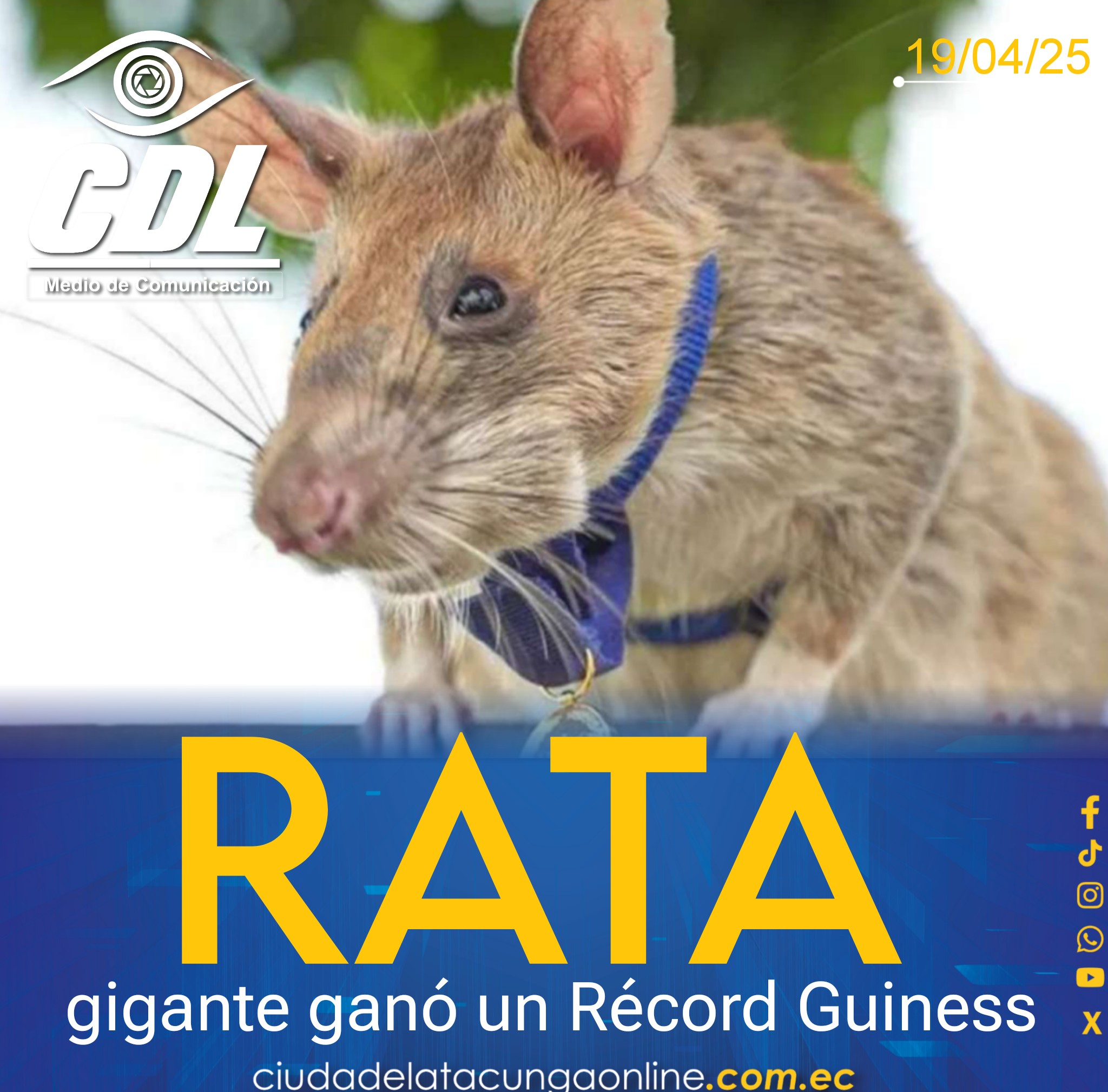 Rata gigante ganó un Récord Guiness