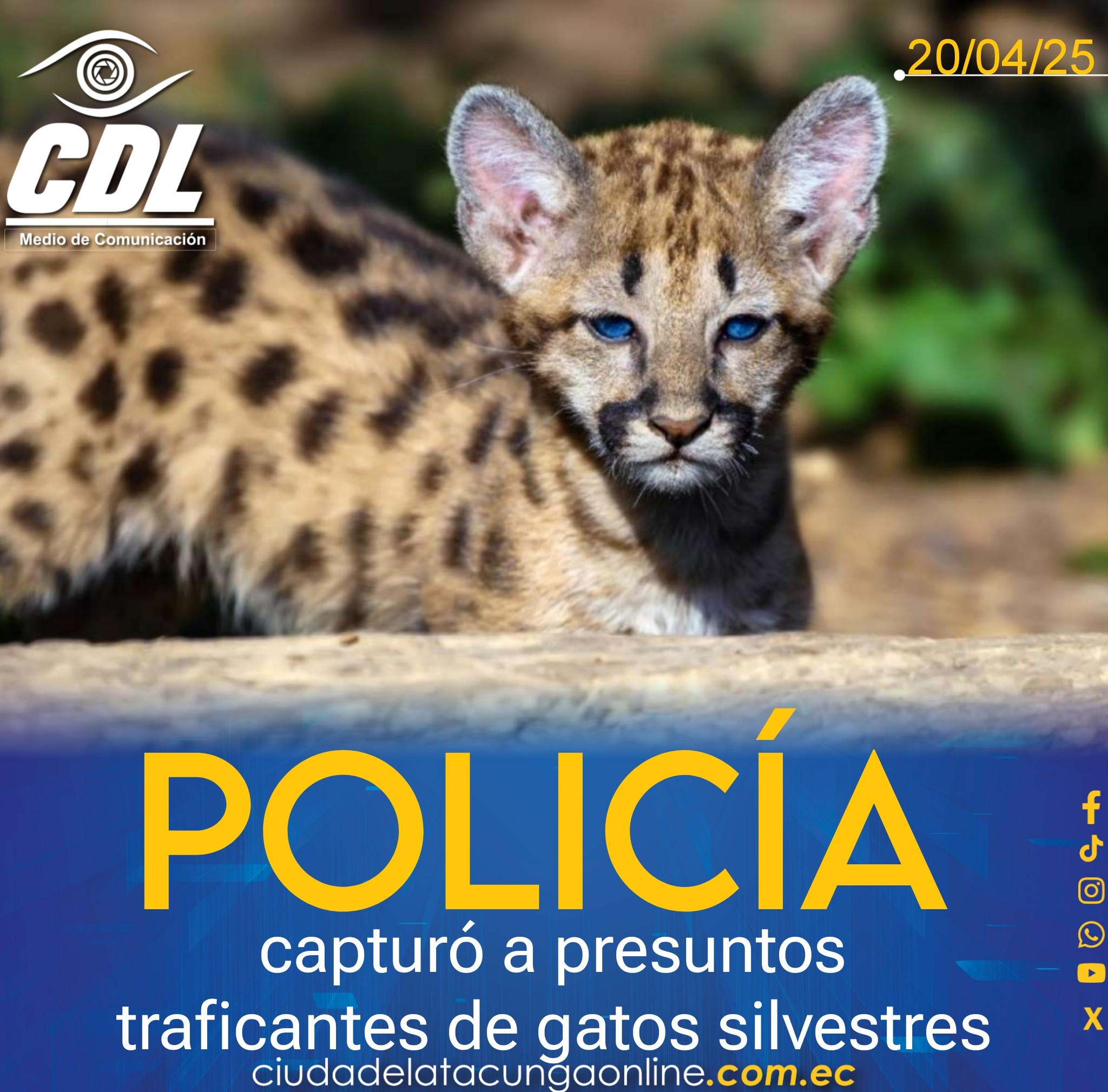 España: Policía capturó a presuntos traficantes de gatos silvestres