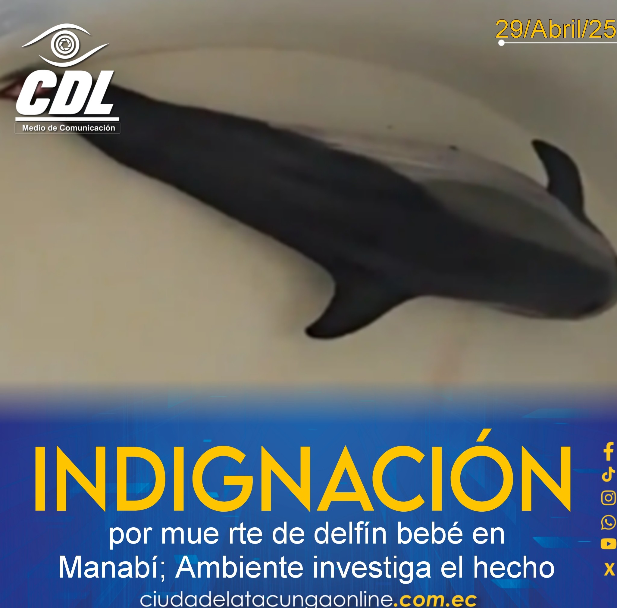 Indignación por mue rte de delfín bebé en Manabí; Ambiente investiga el hecho