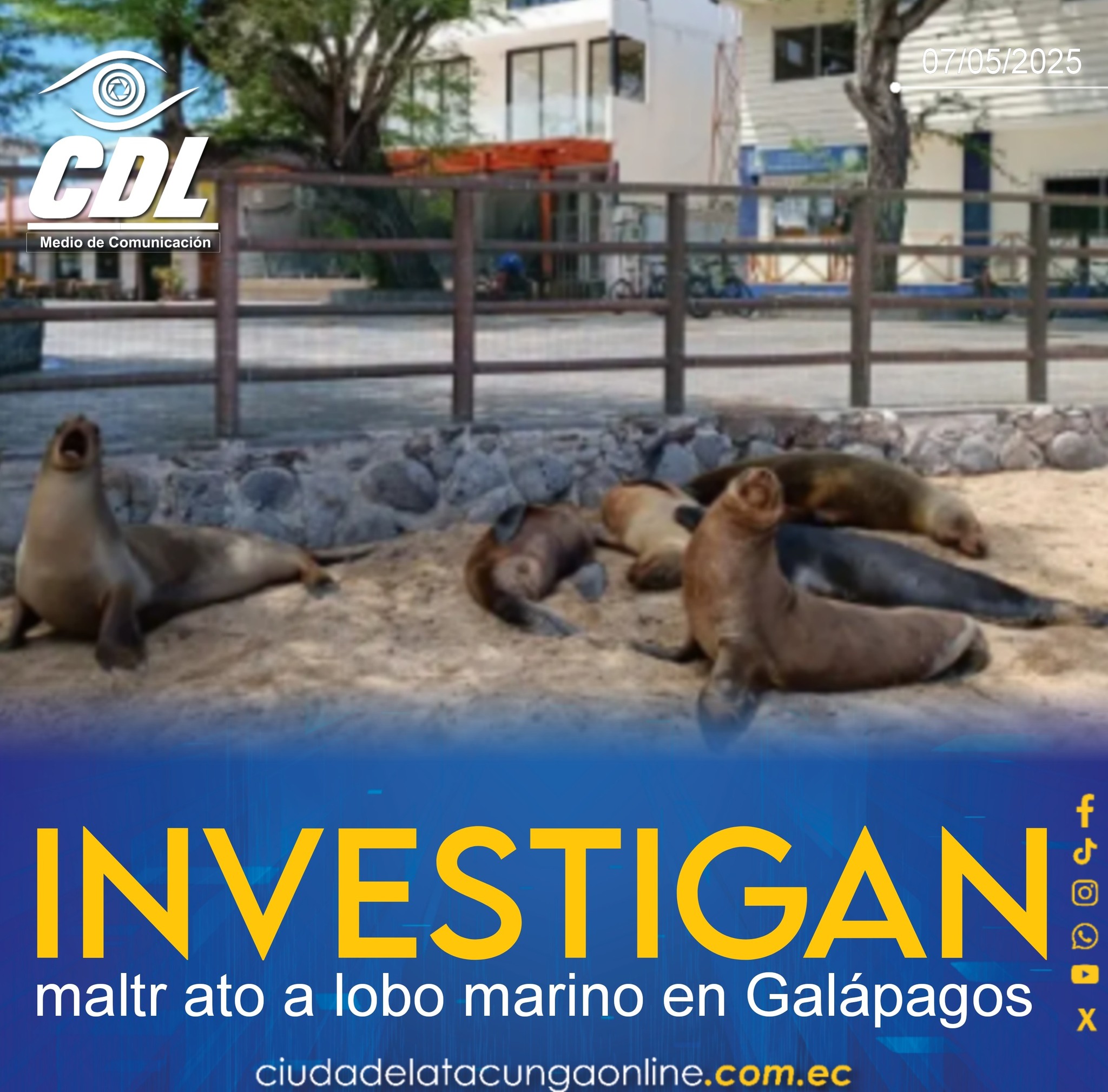 ¡Indignación! Investigan maltr ato a lobo marino en Galápagos