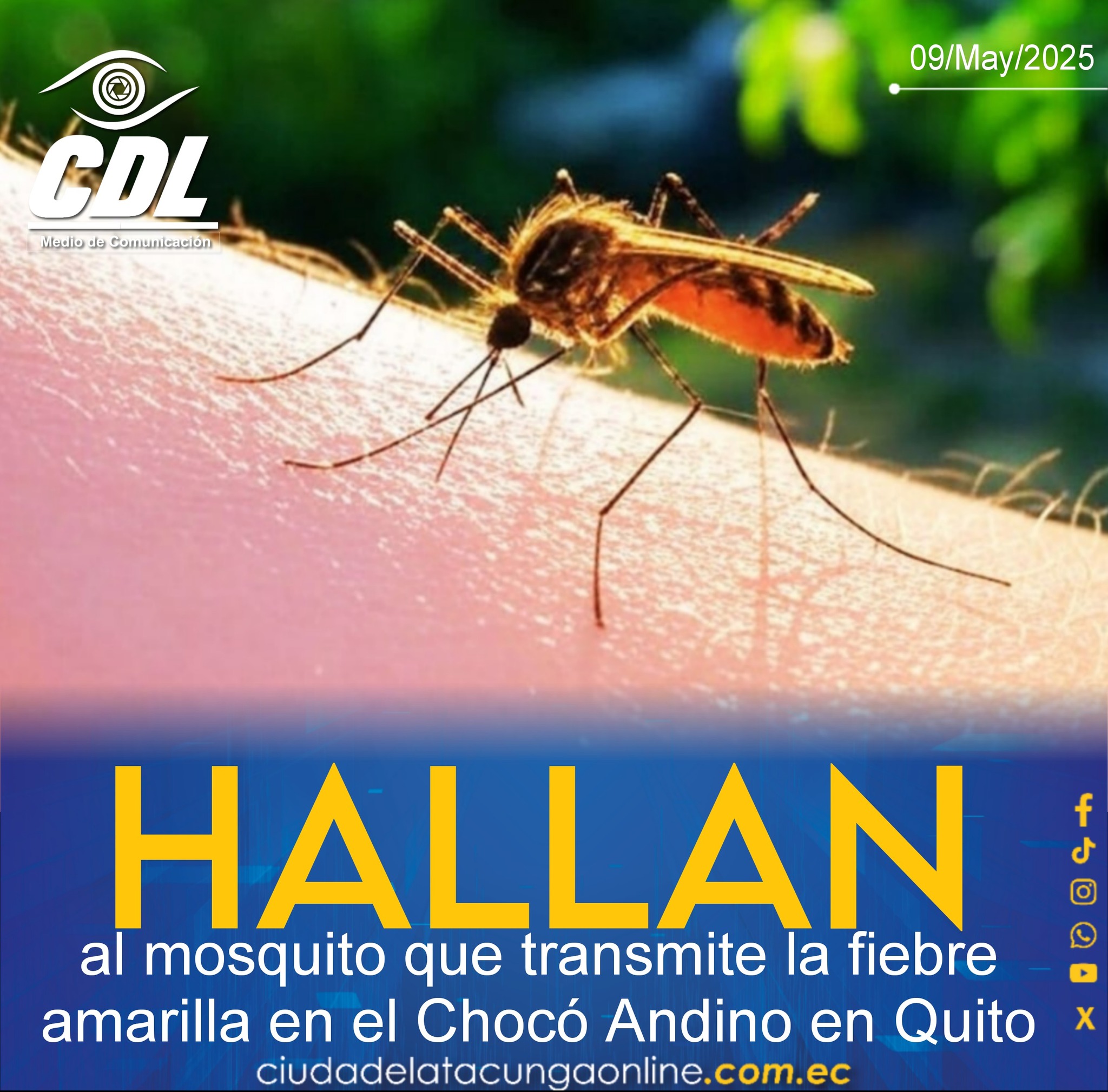 Hallan al mosquito que transmite la fiebre amarilla en el Chocó Andino en Quito
