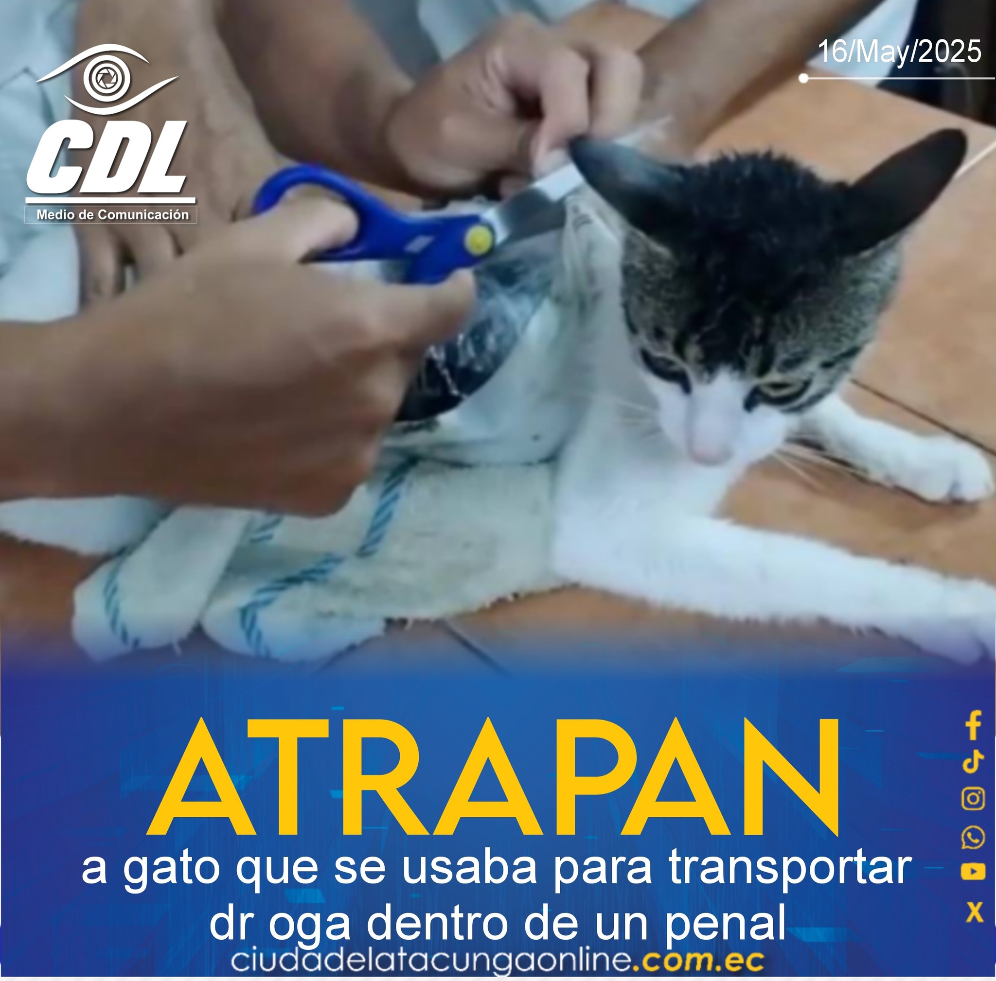 Atrapan a gato que se usaba para transportar dr oga dentro de un penal