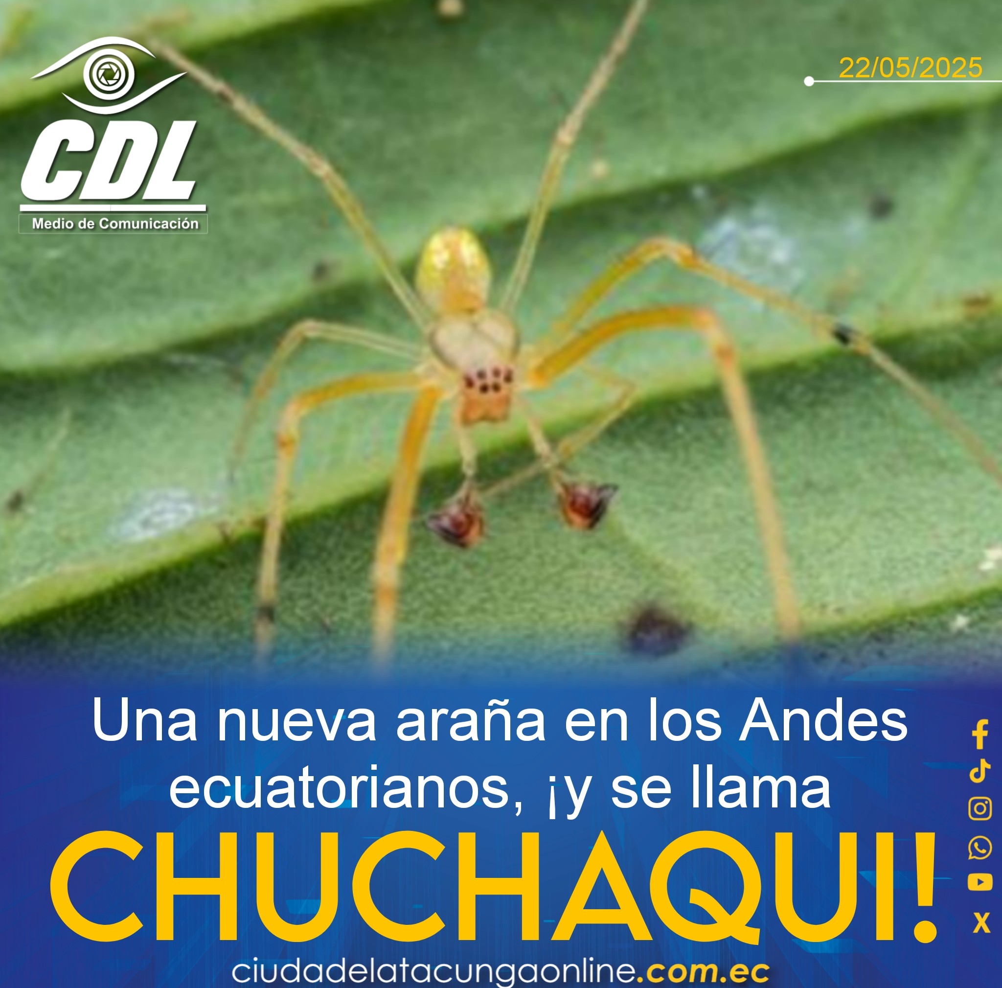 Una nueva araña en los Andes ecuatorianos, ¡y se llama chuchaqui!