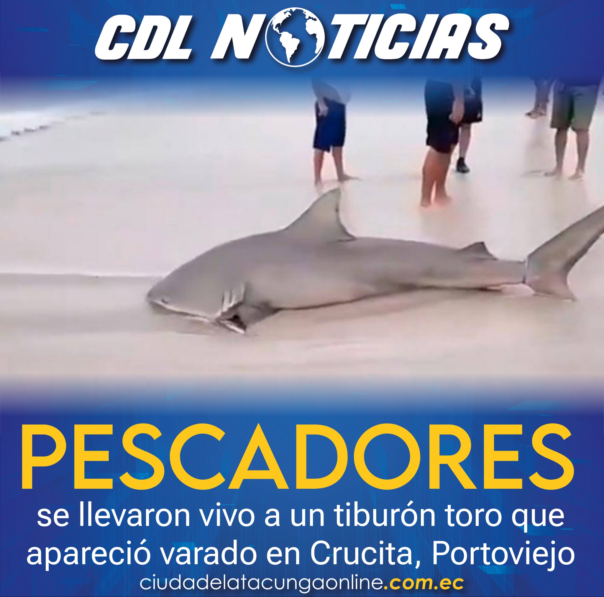 Pescadores se llevaron vivo a un tiburón toro que apareció varado en Crucita, Portoviejo