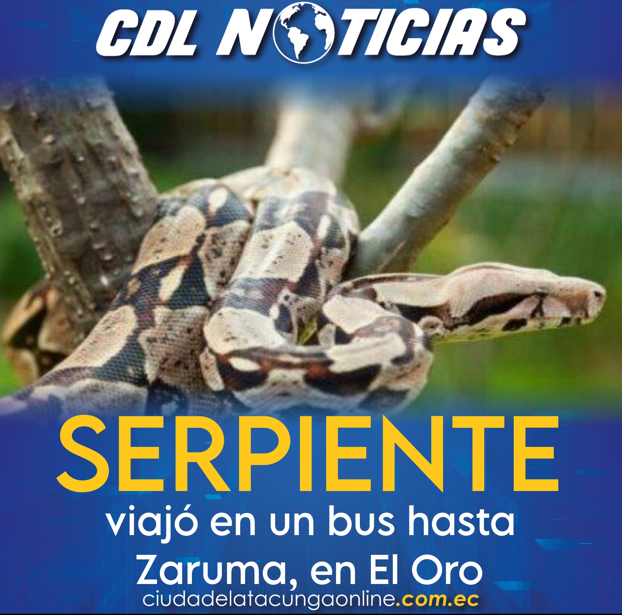 Serpiente viajó en un bus hasta Zaruma, en El Oro