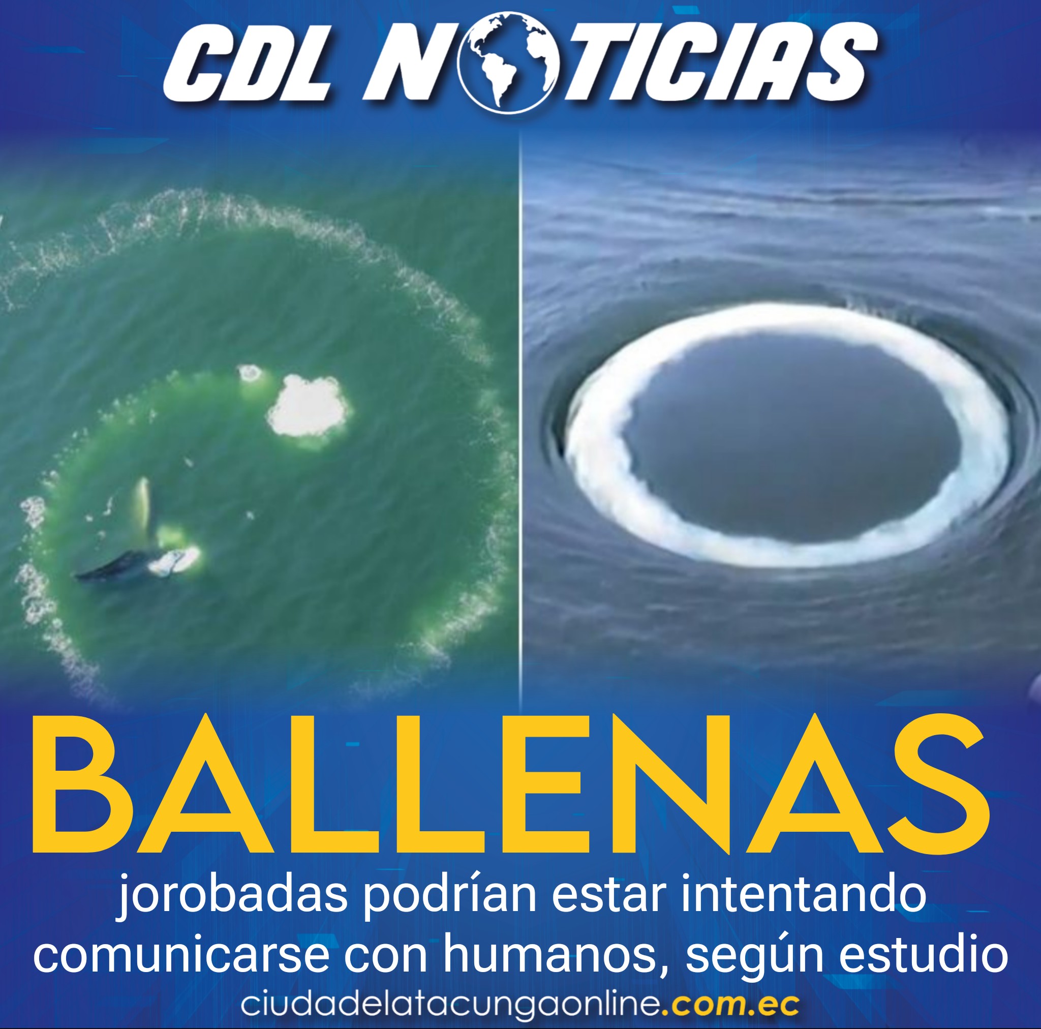 Ballenas jorobadas podrían estar intentando comunicarse con humanos, según estudio