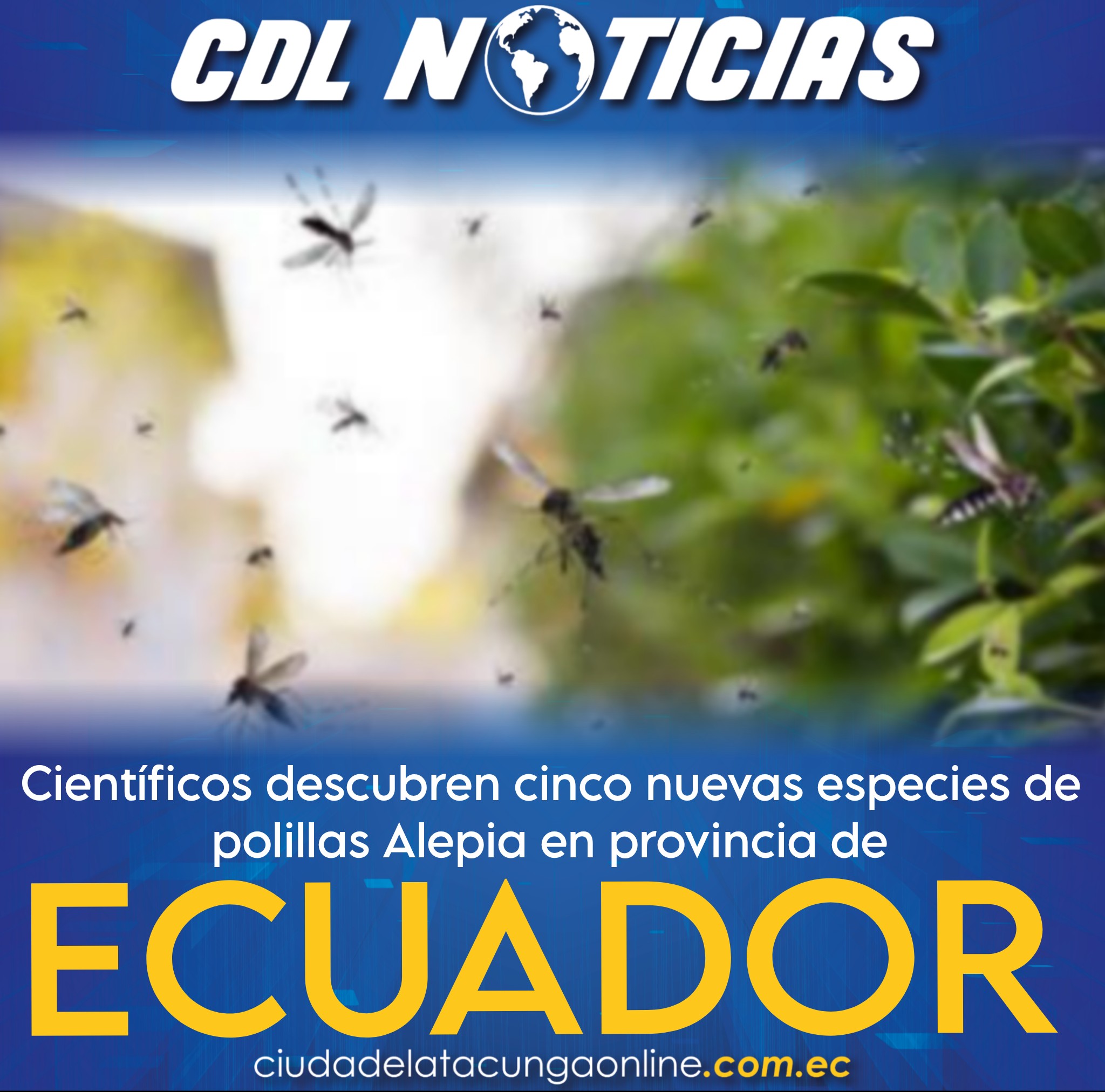 Científicos descubren cinco nuevas especies de polillas Alepia en provincia de Ecuador