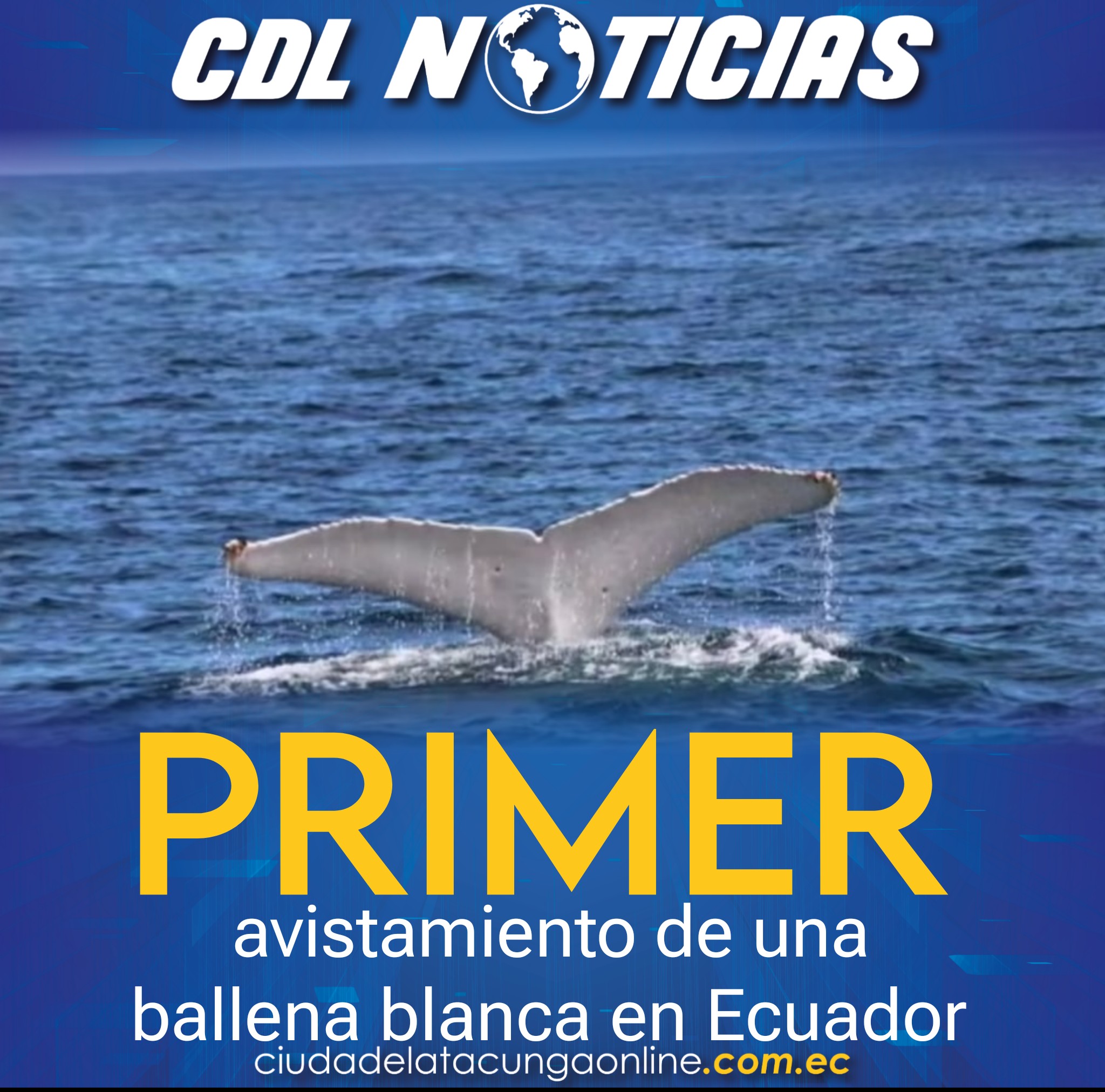 Primer avistamiento de una ballena blanca en Ecuador