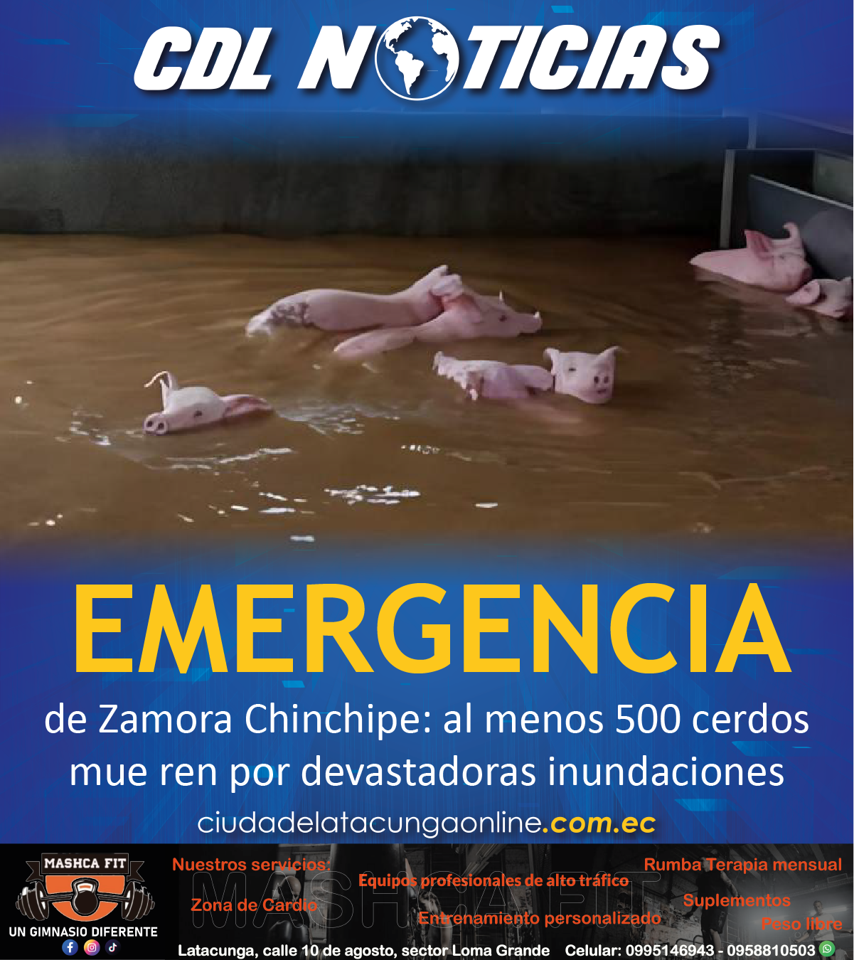 Emergencia de Zamora Chinchipe: al menos 500 cerdos mueren por devastadoras inundaciones