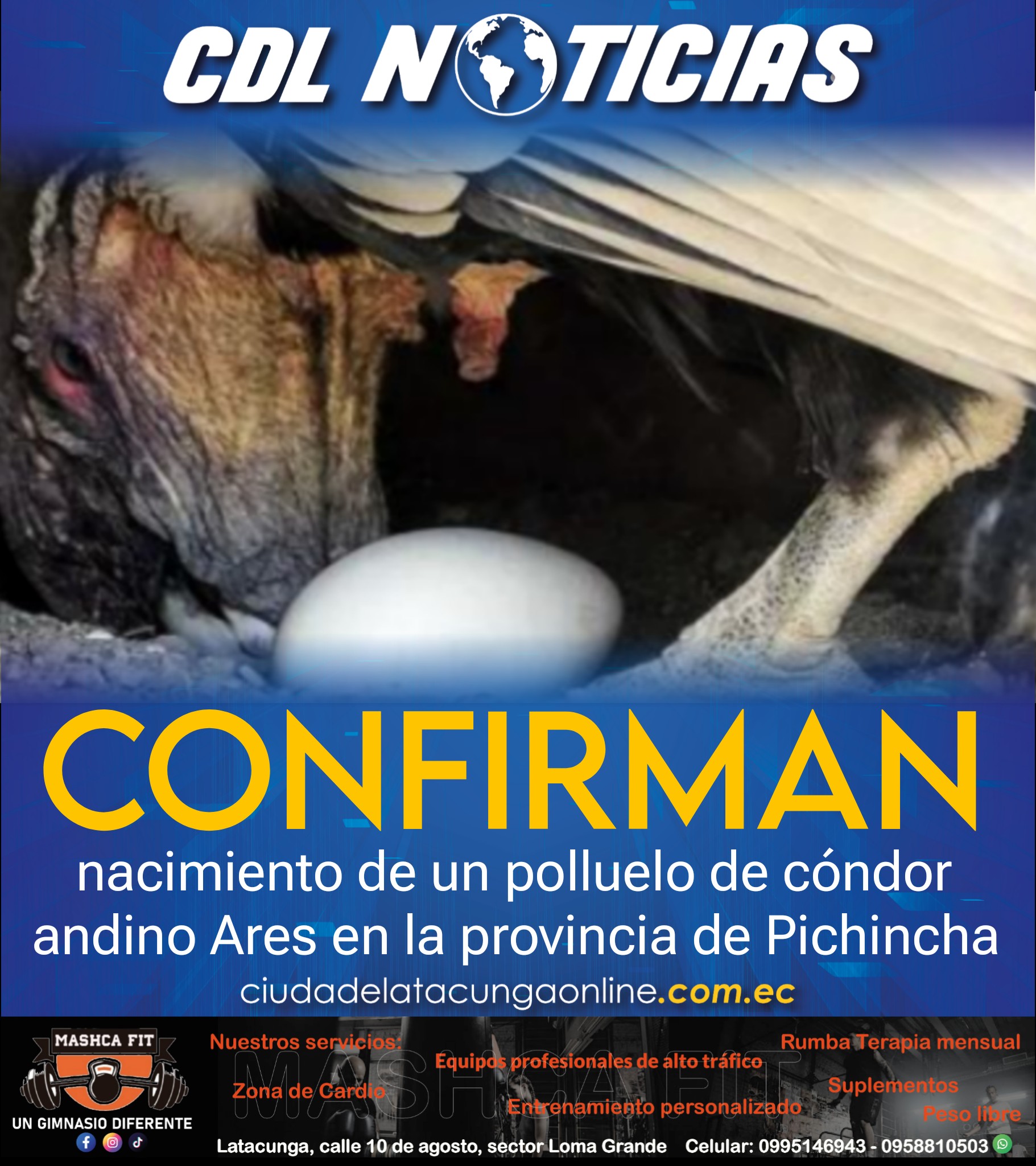 Confirman nacimiento de un polluelo de cóndor andino Ares en la provincia de Pichincha