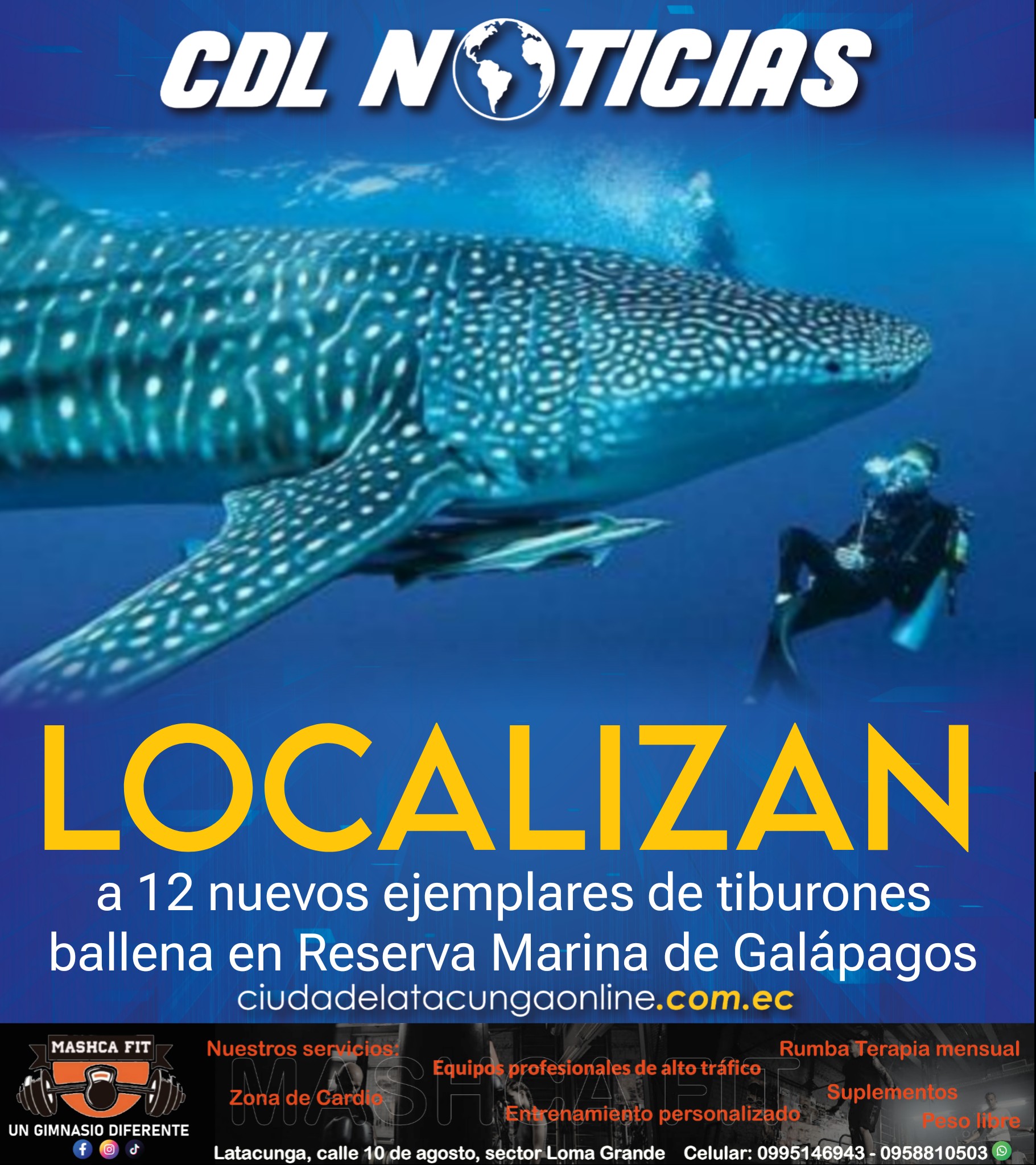 Localizan a 12 nuevos ejemplares de tiburones ballena en Reserva Marina de Galápagos