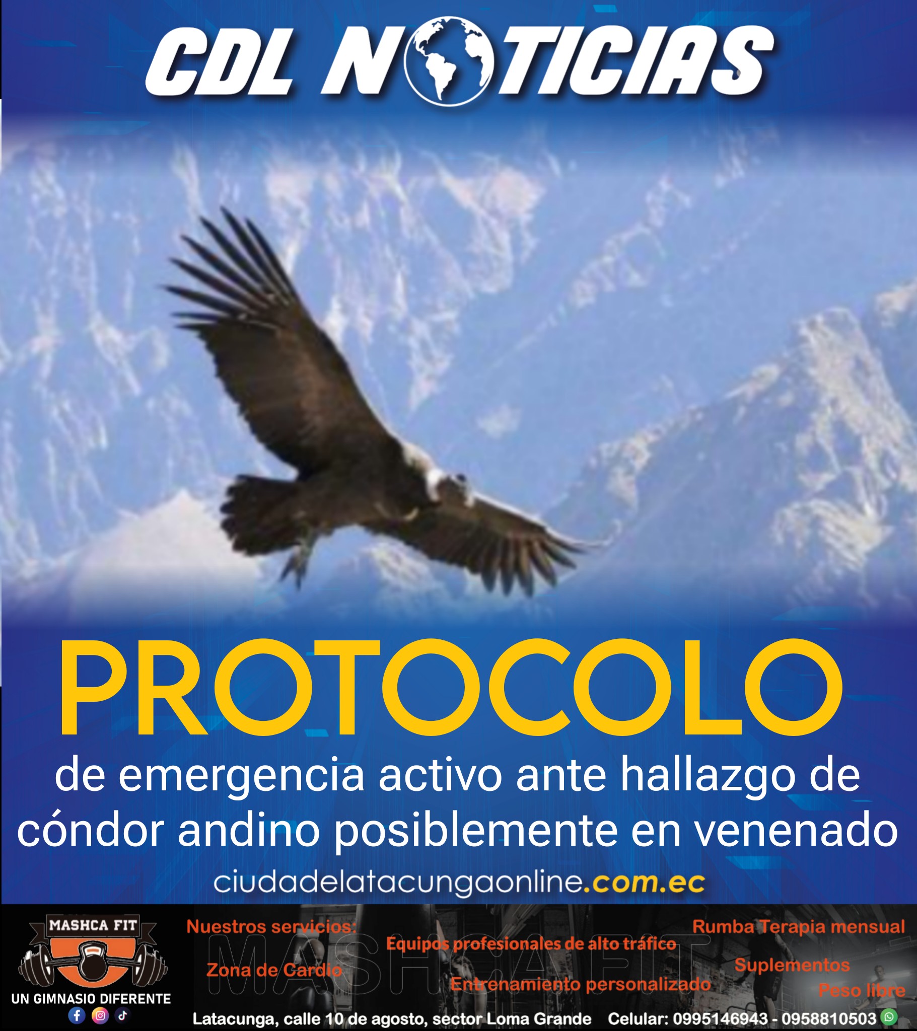 Protocolo de emergencia activo ante hallazgo de cóndor andino posiblemente envenenado